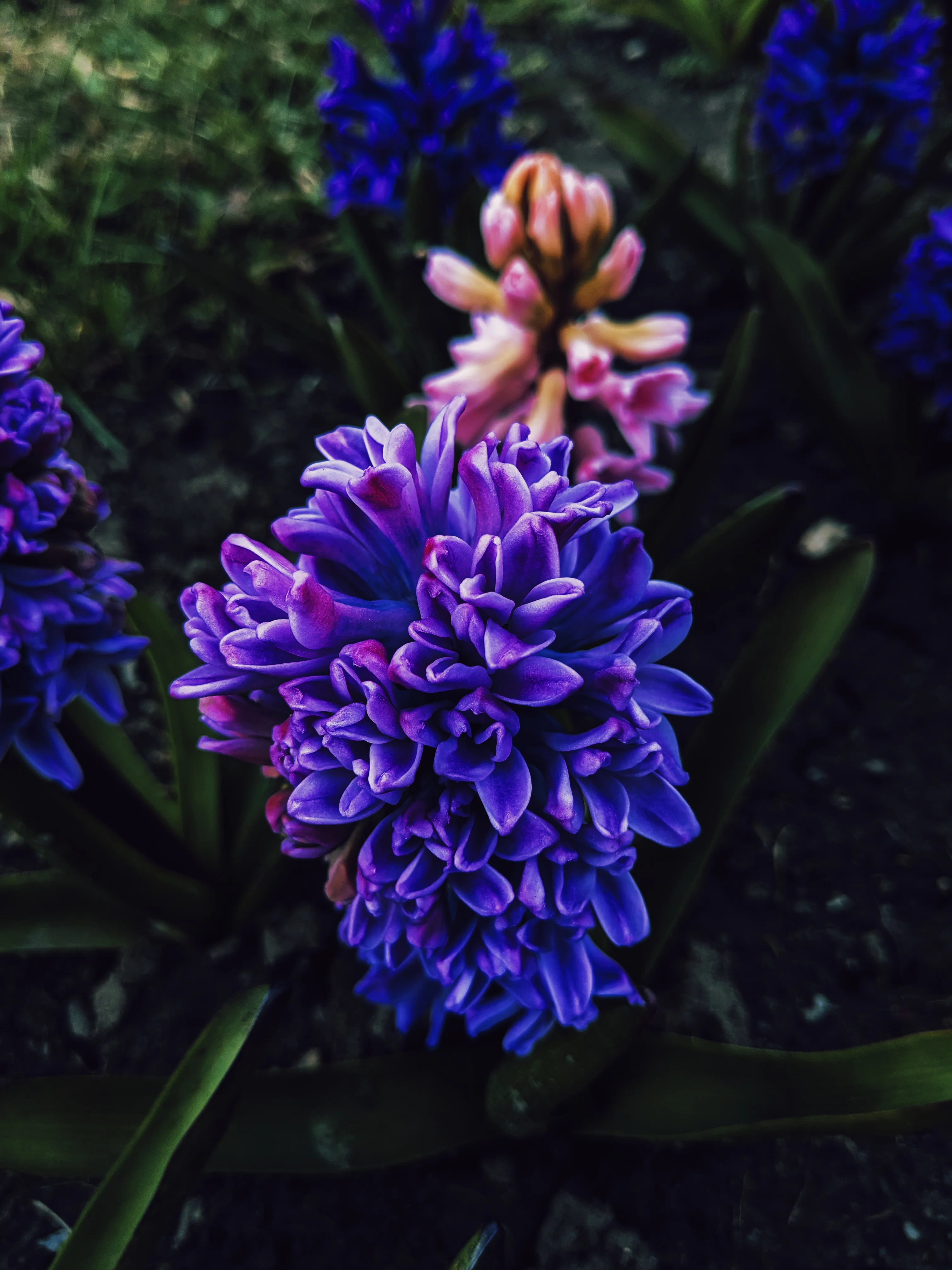 Hyacinth Enfleurage. - Image 5