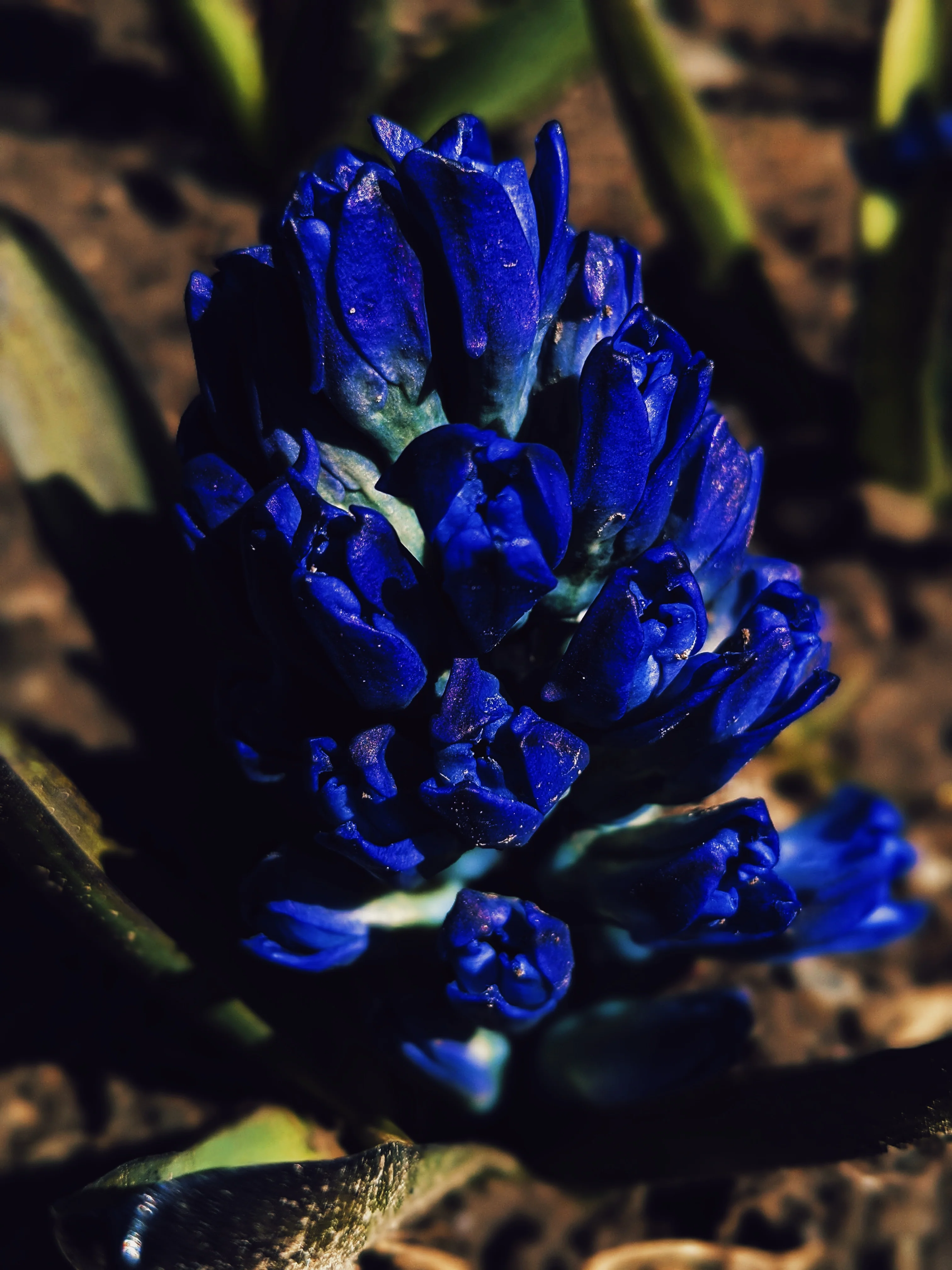 Hyacinth Enfleurage. - Image 6