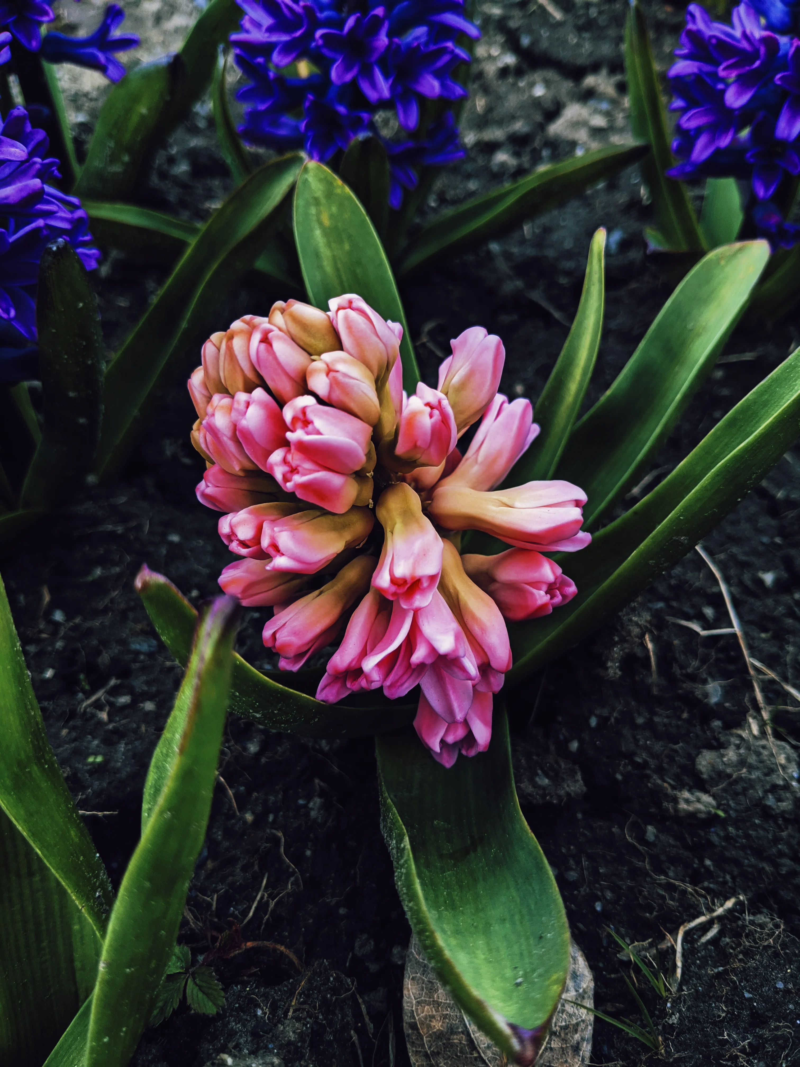 Hyacinth Enfleurage. - Image 7