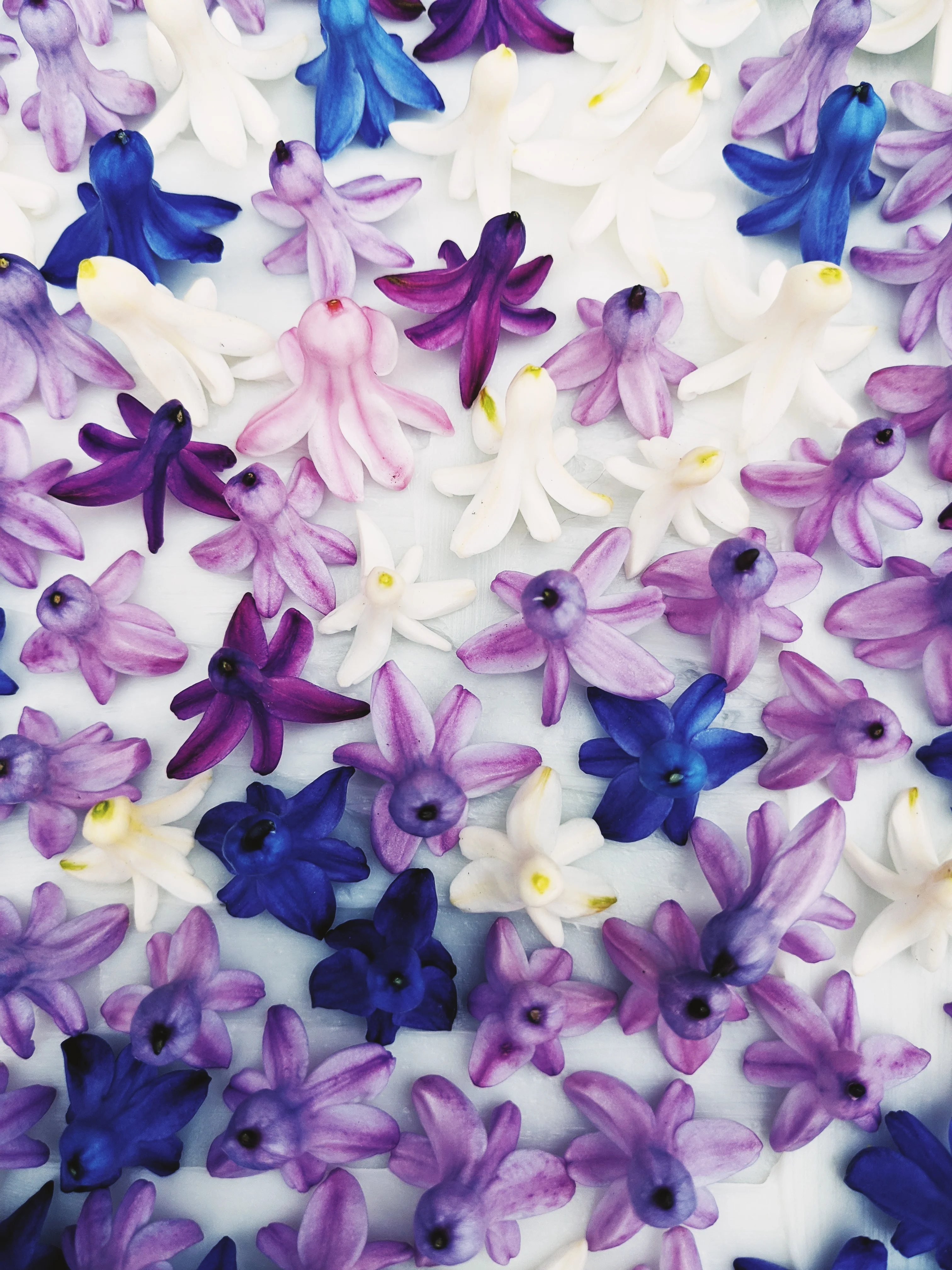 Hyacinth Enfleurage. - Image 8