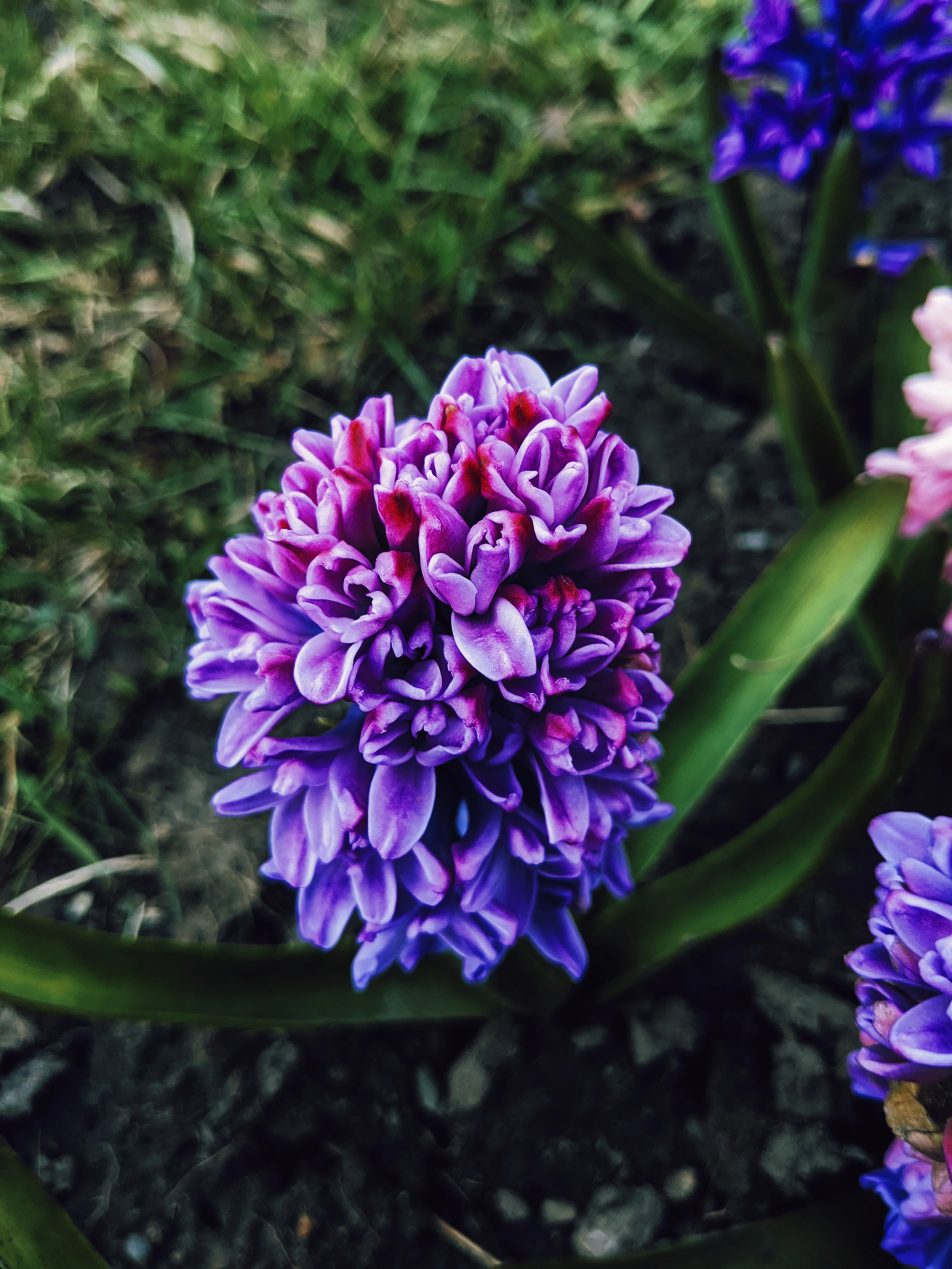 Hyacinth Enfleurage. - Image 9