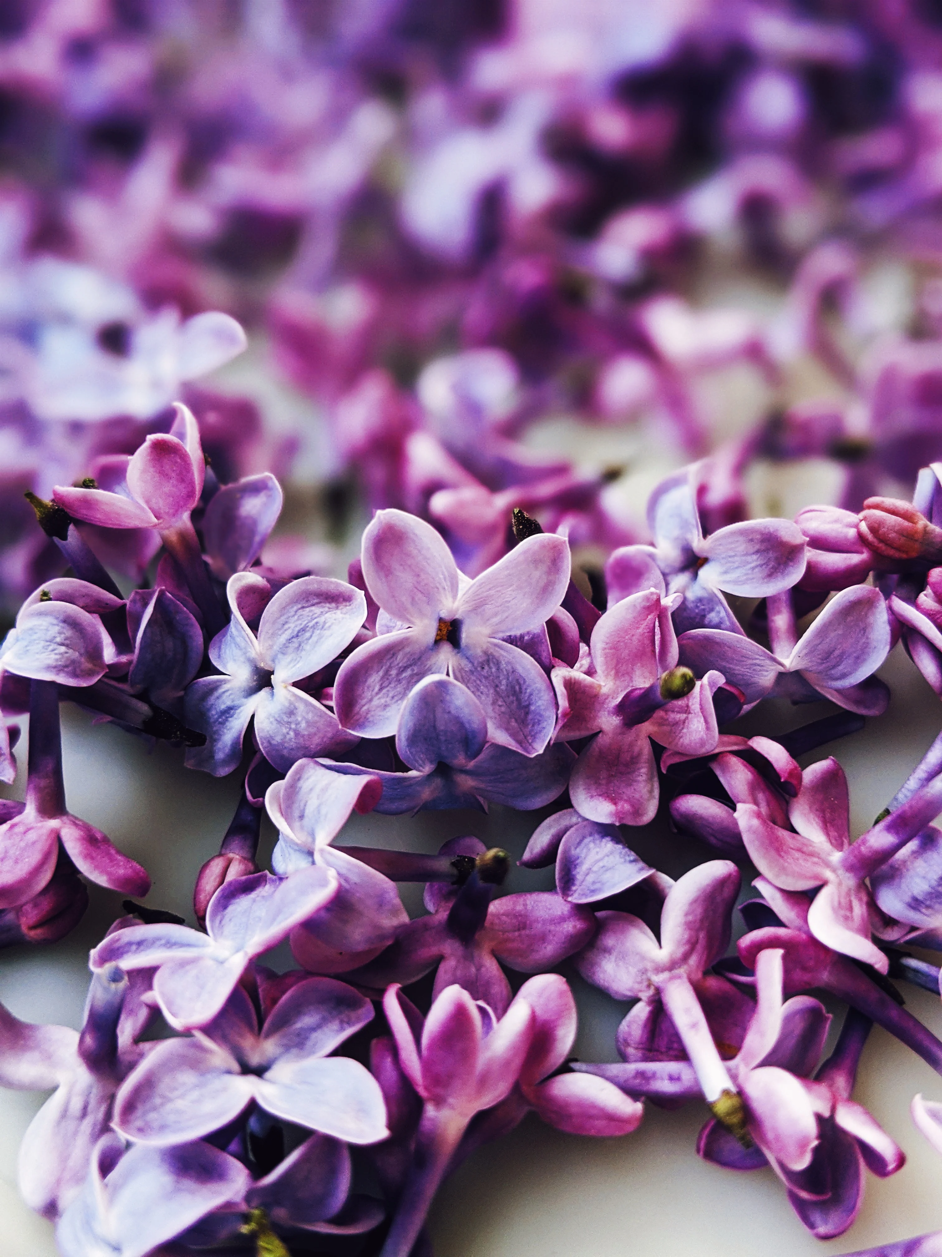 Lilac and Bushman Candle Enfleurage. - Image 3