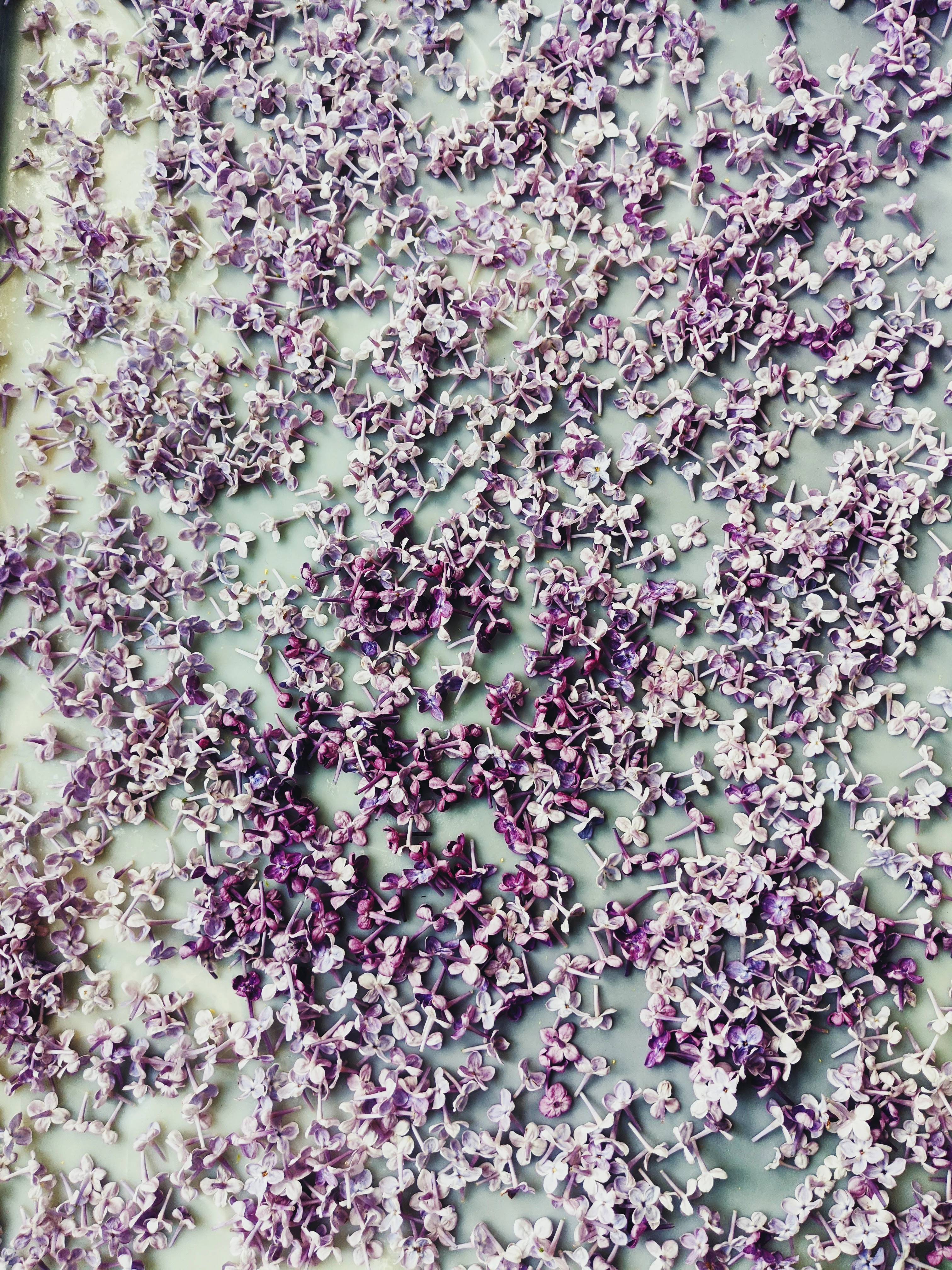 Lilac and Bushman Candle Enfleurage. - Image 4