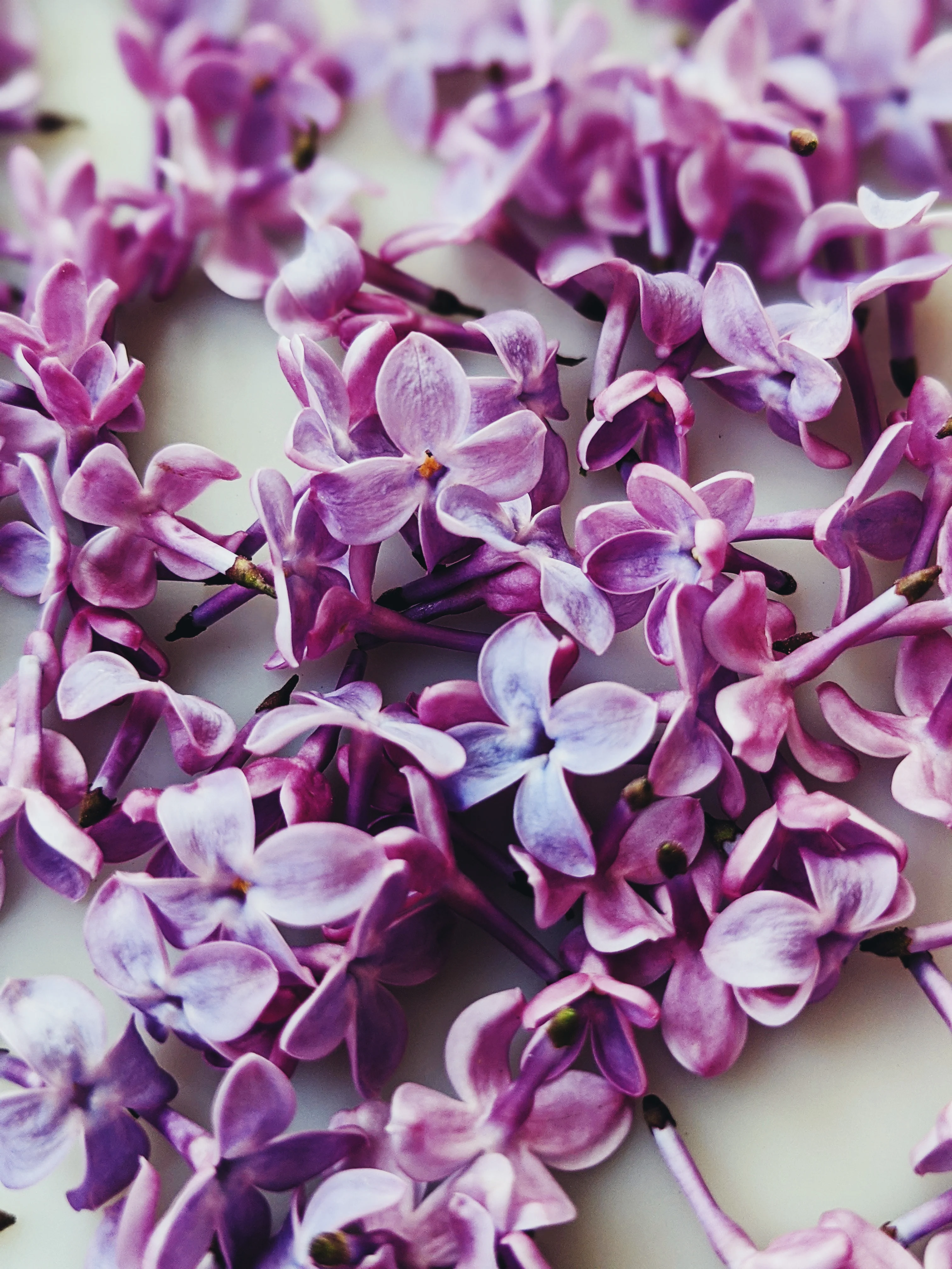 Lilac and Bushman Candle Enfleurage. - Image 5