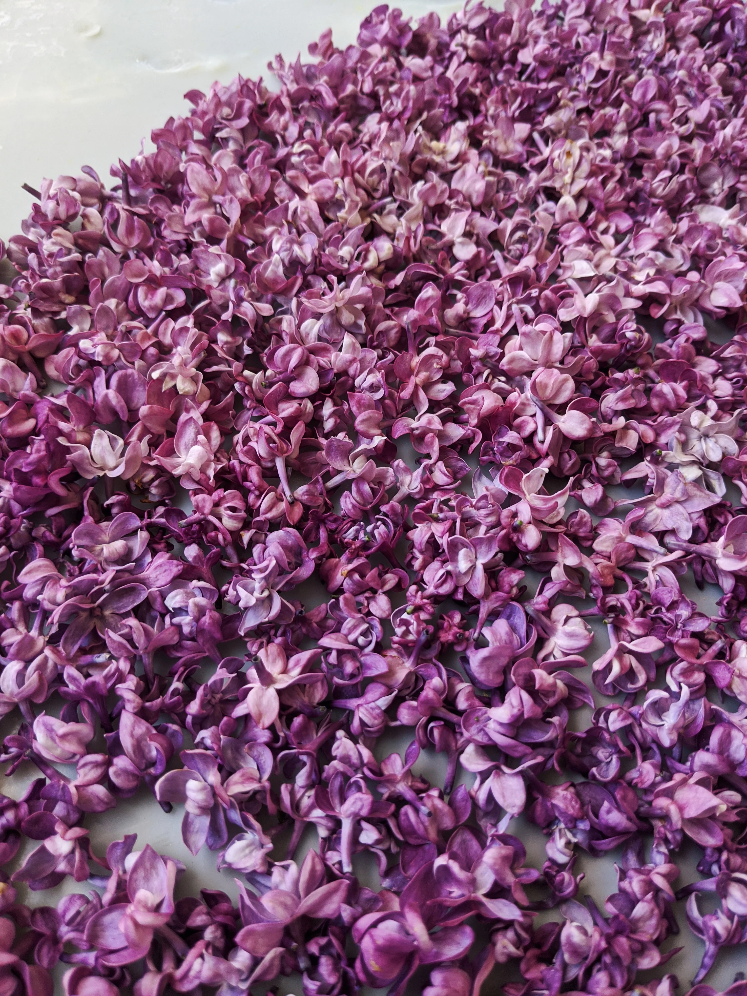 Lilac and Peach Honey Enfleurage. - Image 4