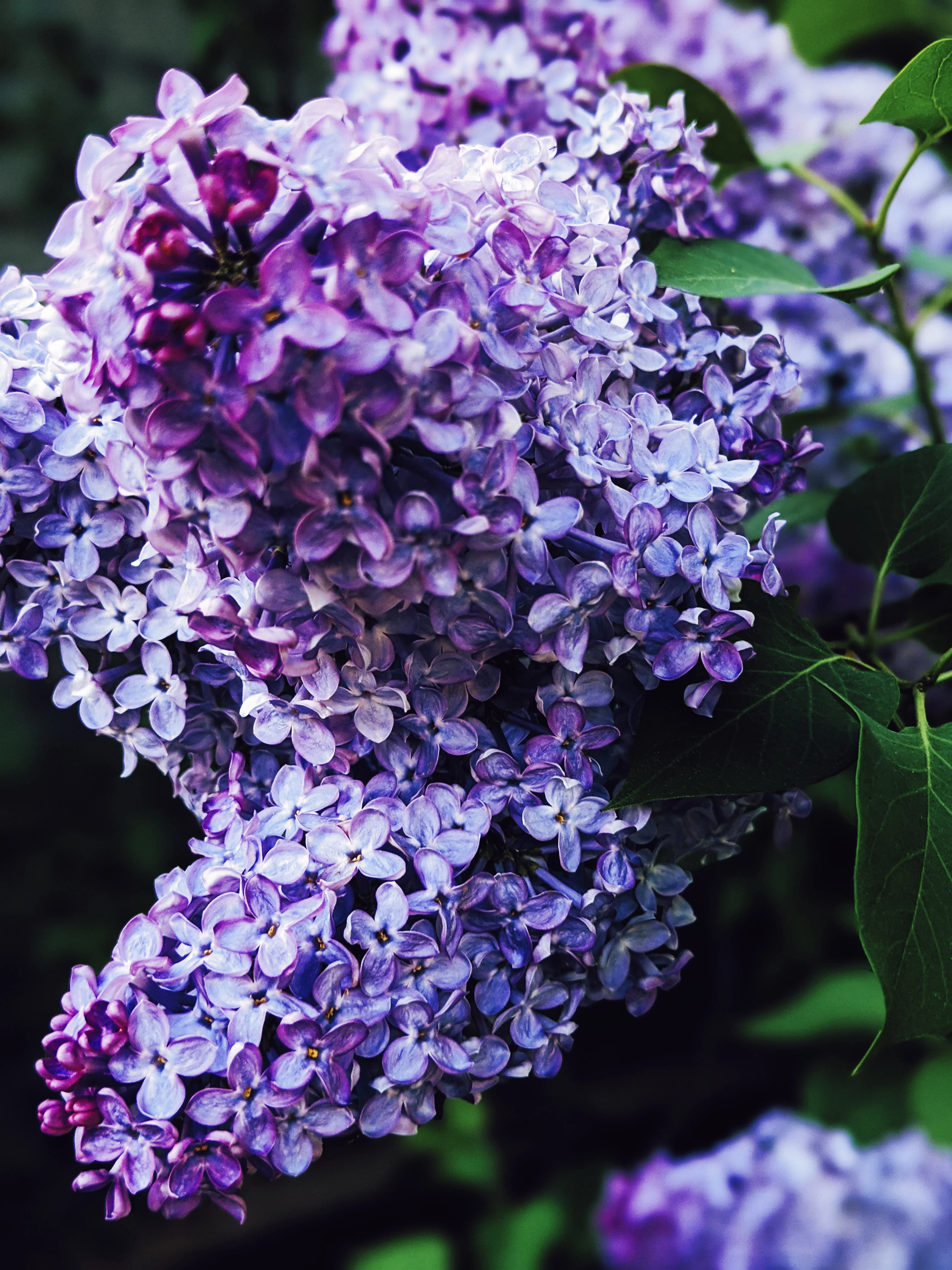 Lilac and Peach Honey Enfleurage. - Image 5