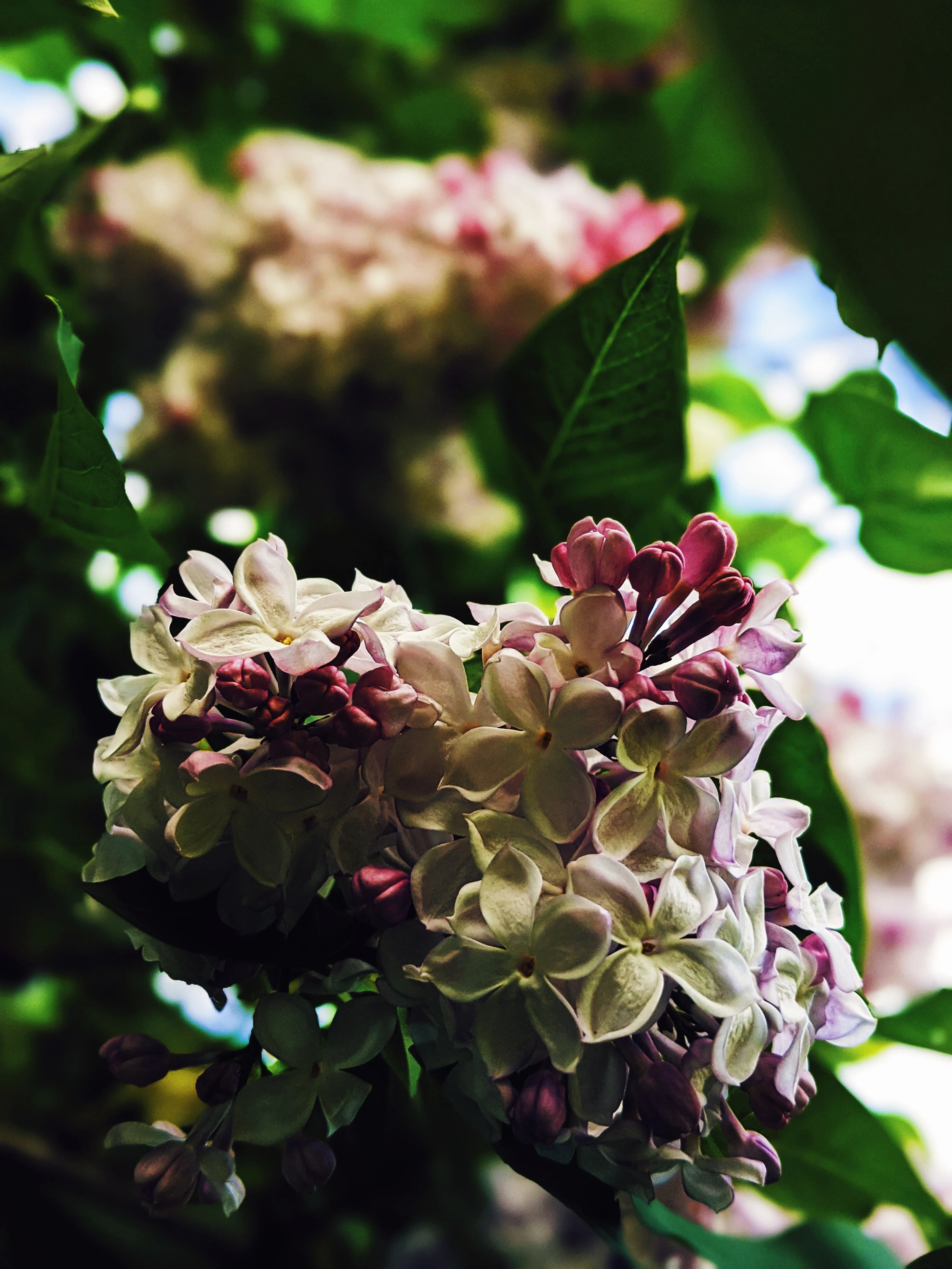 Lilac and Peach Honey Enfleurage. - Image 6