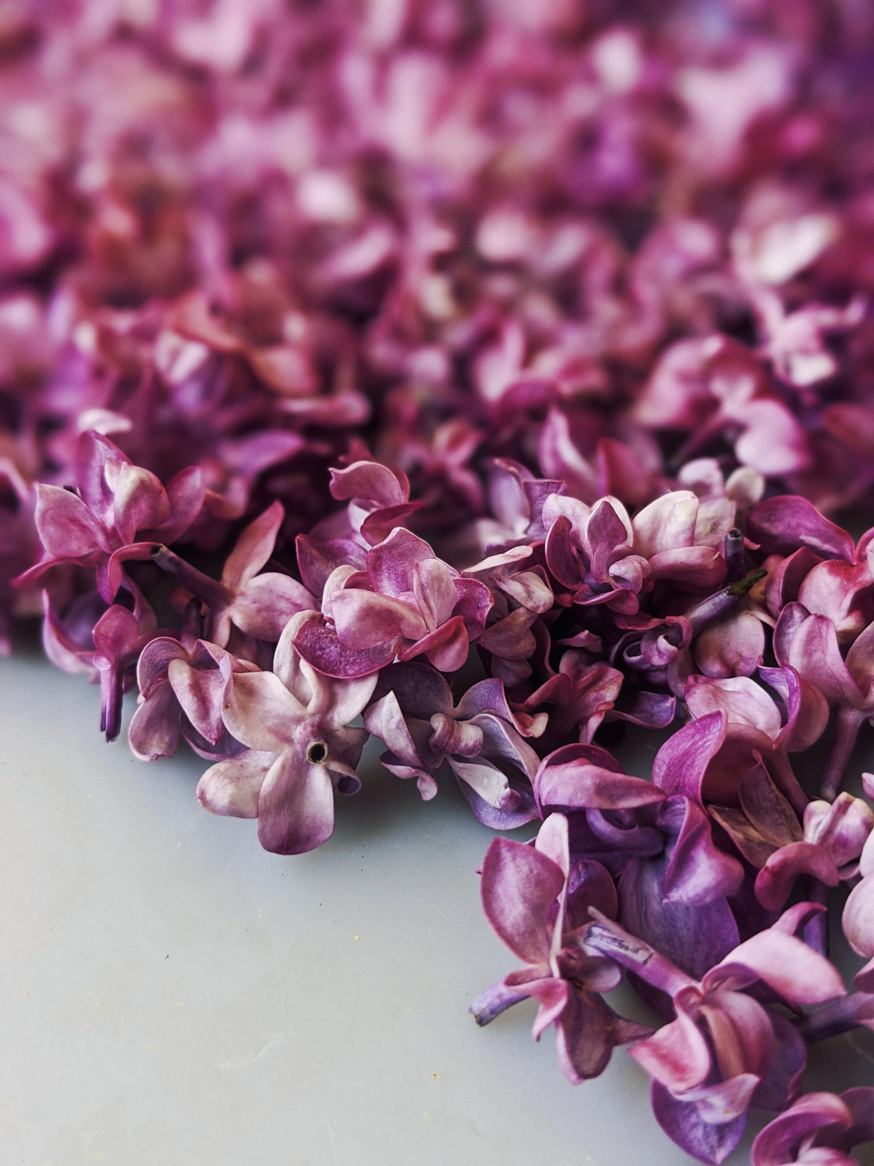 Lilac and Wild Propolis Enfleurage. - Image 3