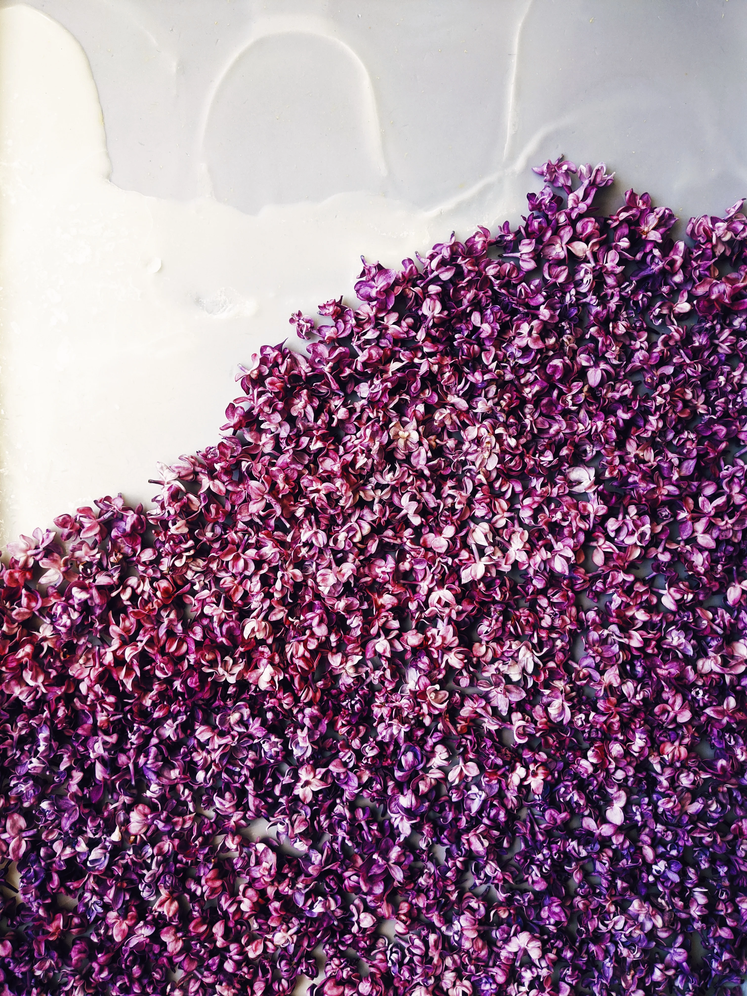 Lilac and Wild Propolis Enfleurage. - Image 4