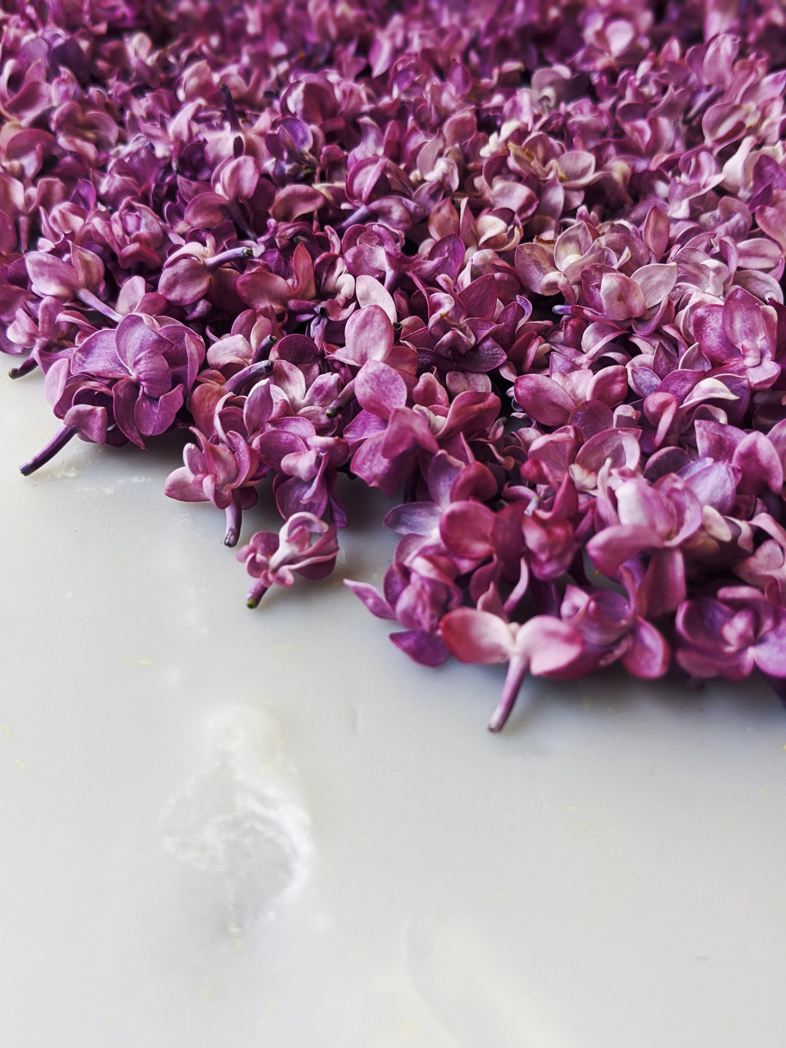 Lilac Wine. enfleurage perfume. effervescent and longlasting lilac fougère. June 2025 - Image 4