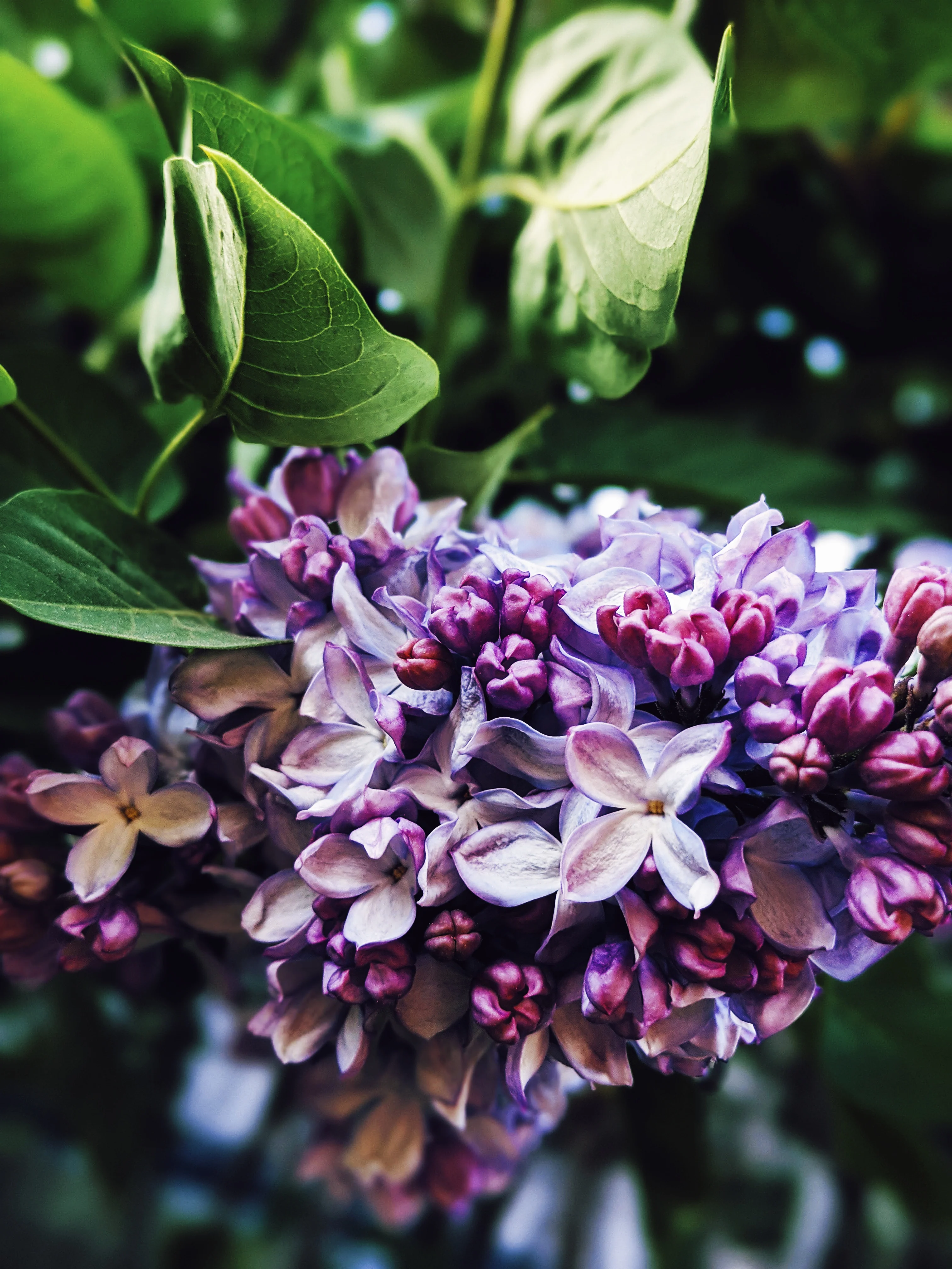 Lilac Wine. enfleurage perfume. effervescent and longlasting lilac fougère. June 2025 - Image 8