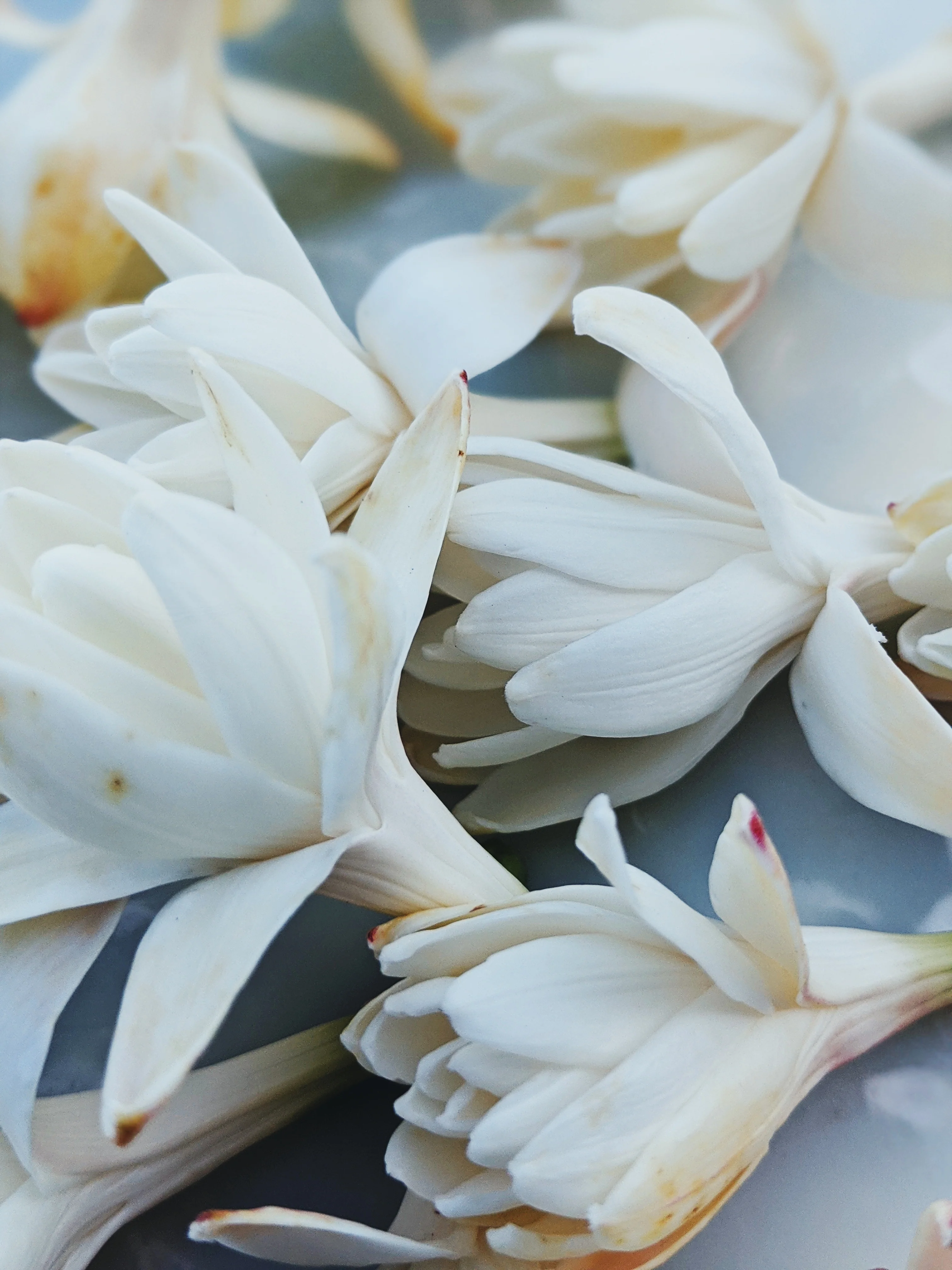 Luau. natural perfume. tuberose, plumeria, coconuts, ripe melons, gentle savory smoke. March 2025 - Image 3