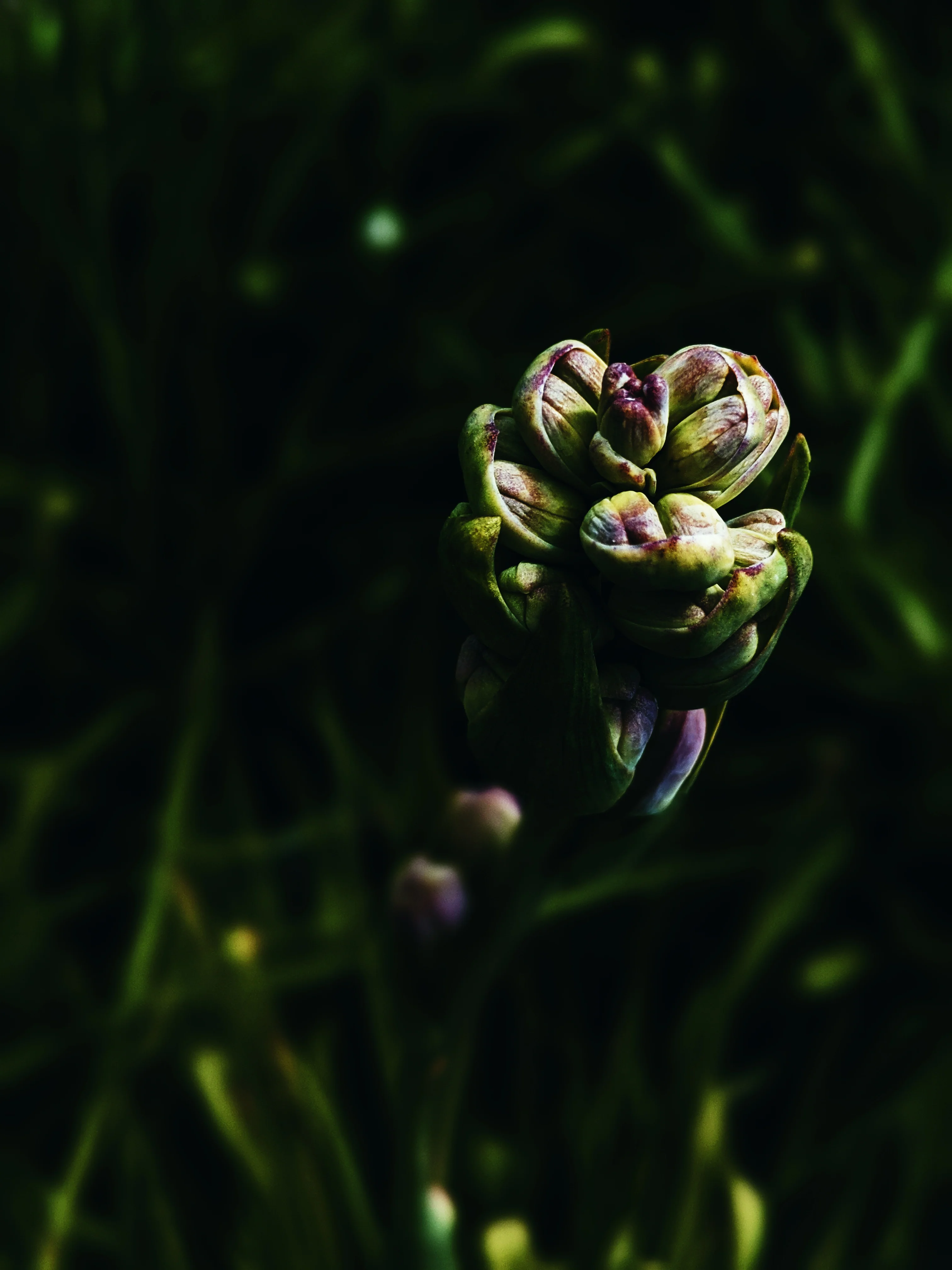 Luau. natural perfume. tuberose, plumeria, coconuts, ripe melons, gentle savory smoke. March 2025 - Image 6