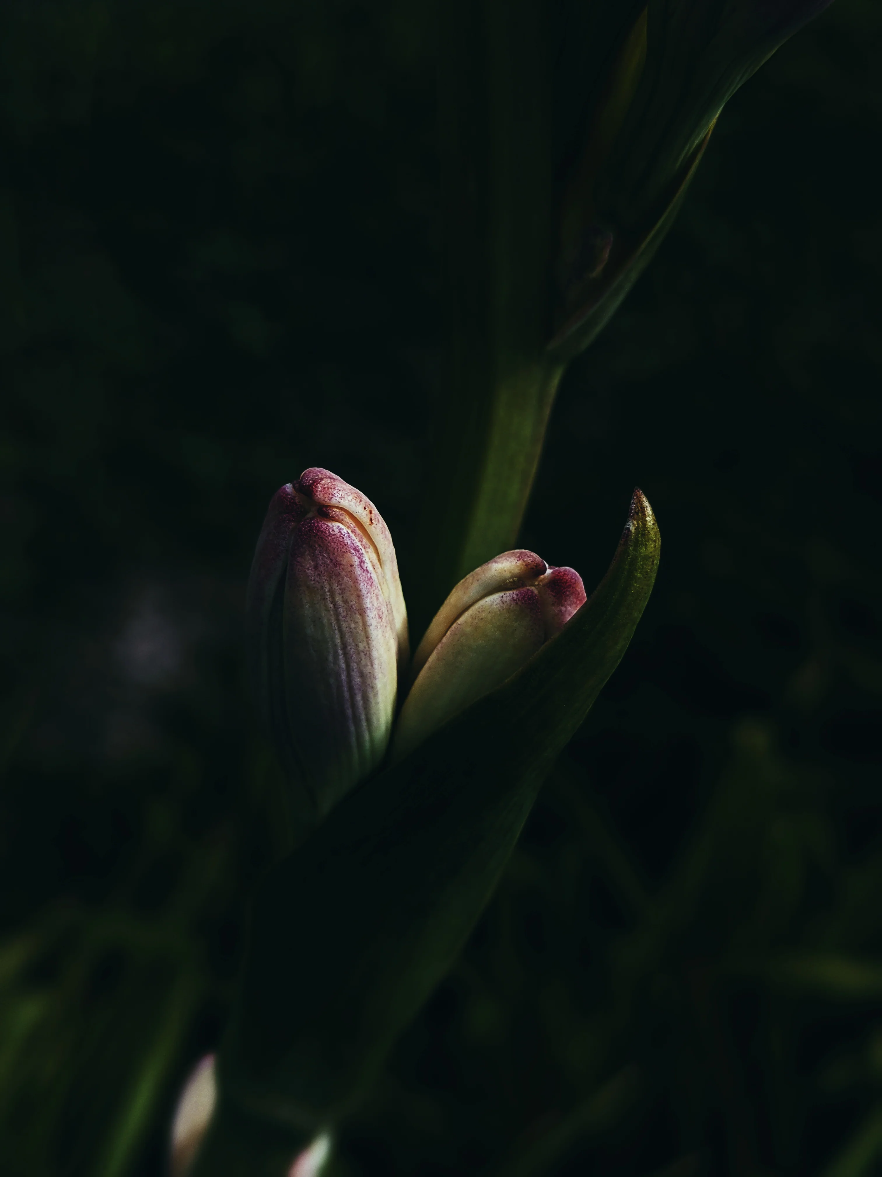 Luau. natural perfume. tuberose, plumeria, coconuts, ripe melons, gentle savory smoke. March 2025 - Image 8