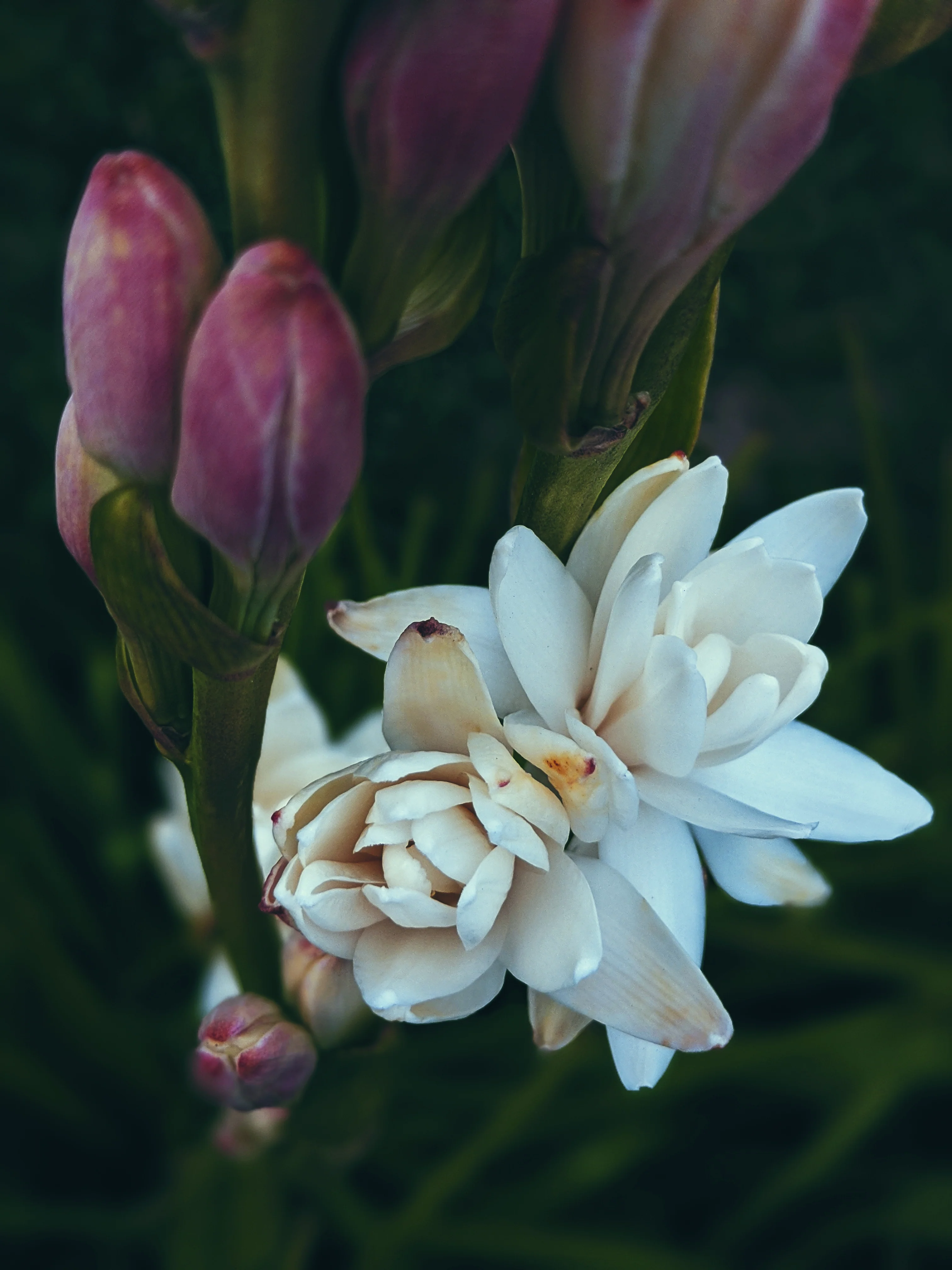 Lunatic. natural perfume. mad forest. tarragon vamps and swoons for tuberose. April 2023 - Image 3