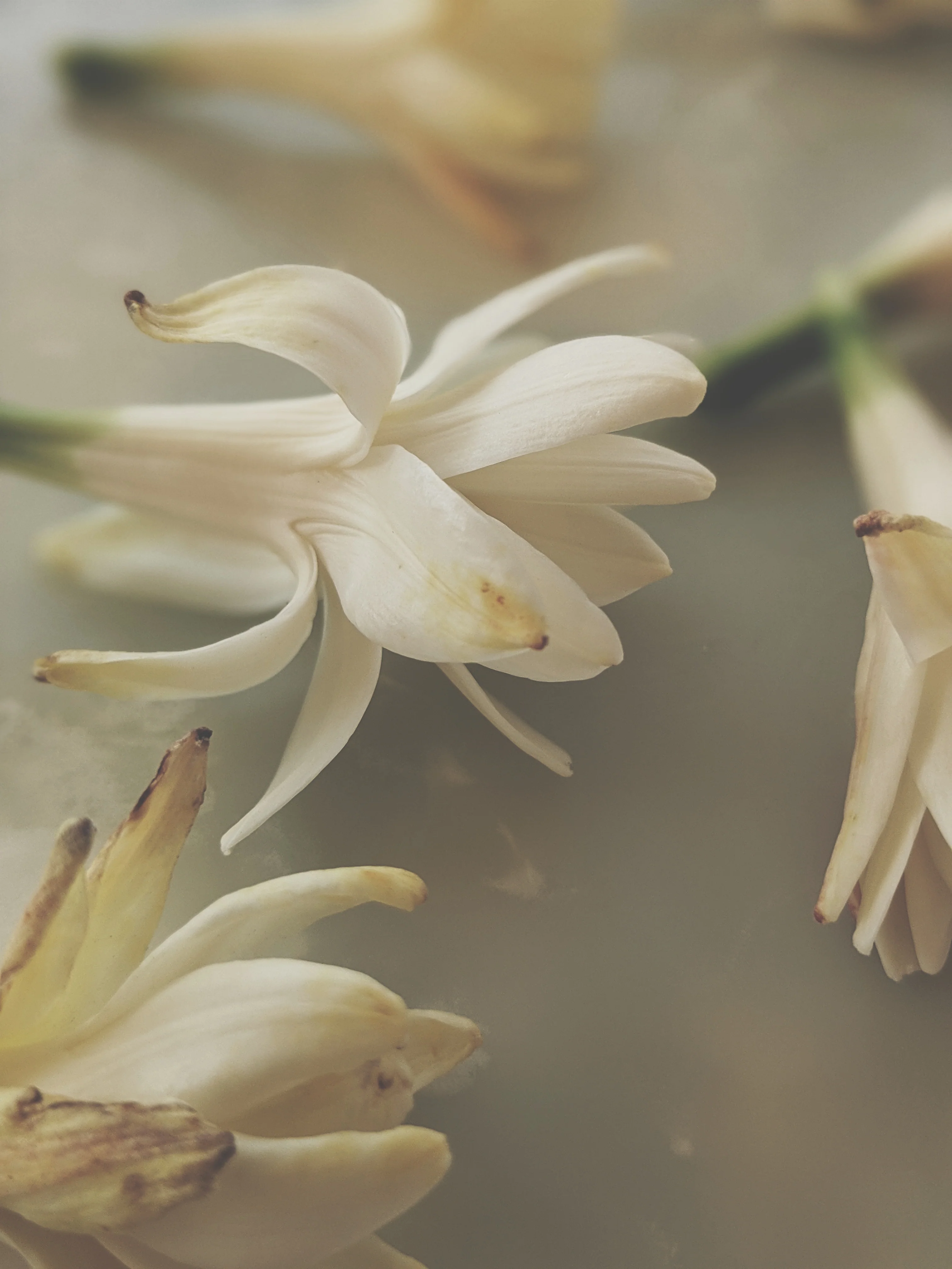 Lunatic. natural perfume. mad forest. tarragon vamps and swoons for tuberose. April 2023 - Image 4