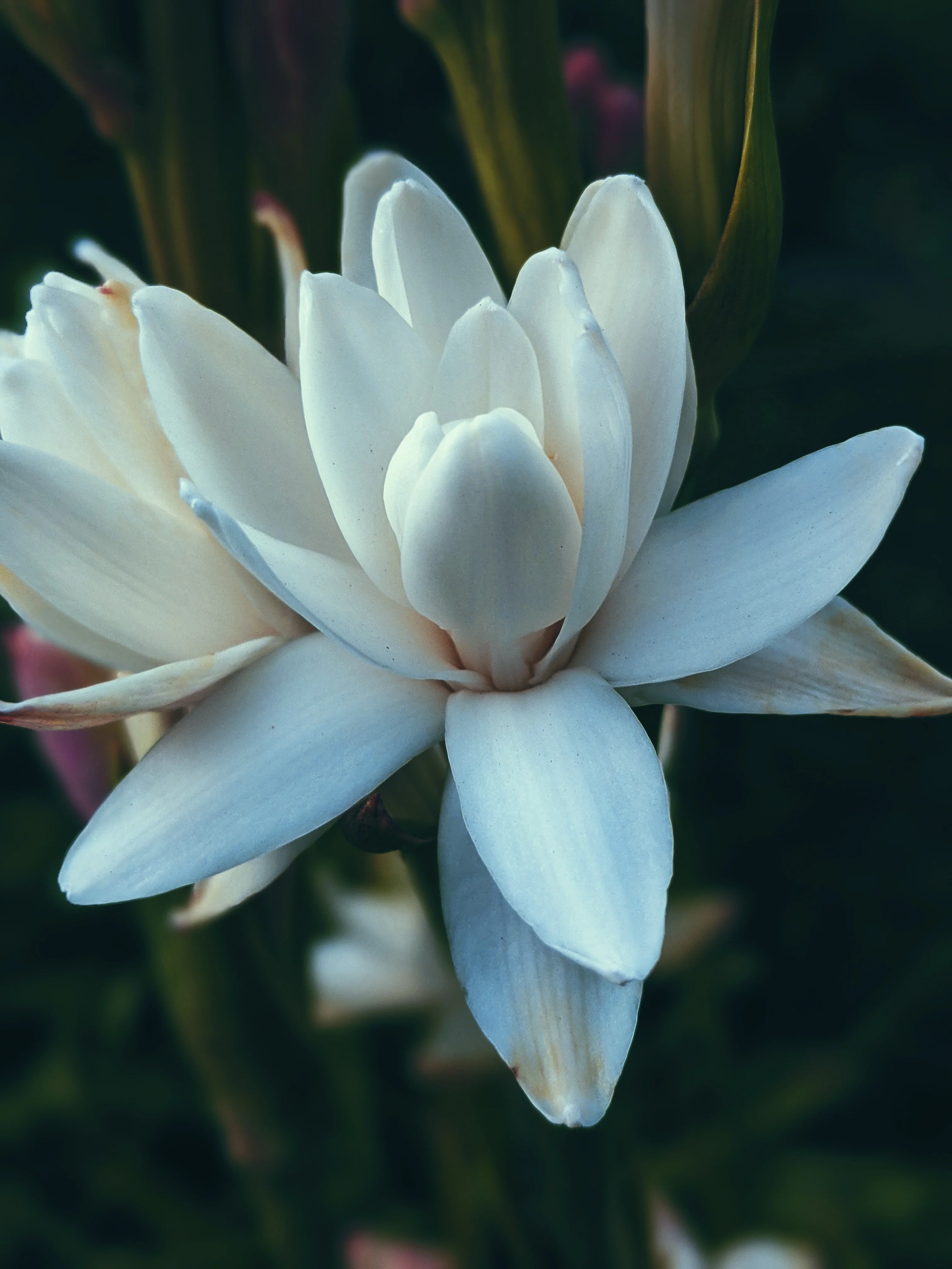 Lunatic. natural perfume. mad forest. tarragon vamps and swoons for tuberose. April 2023 - Image 6