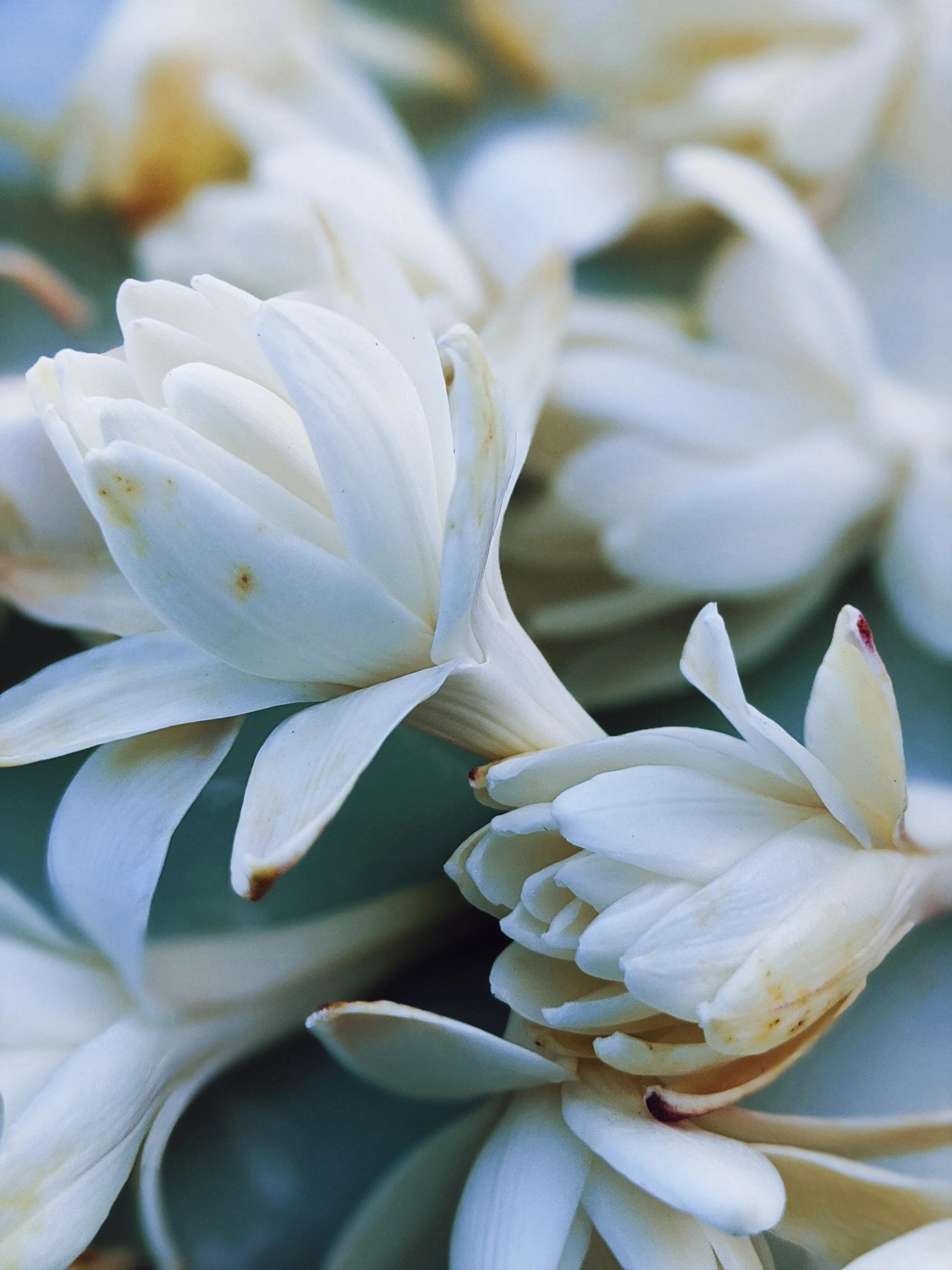 Lunatic. natural perfume. mad forest. tarragon vamps and swoons for tuberose. April 2023 - Image 8