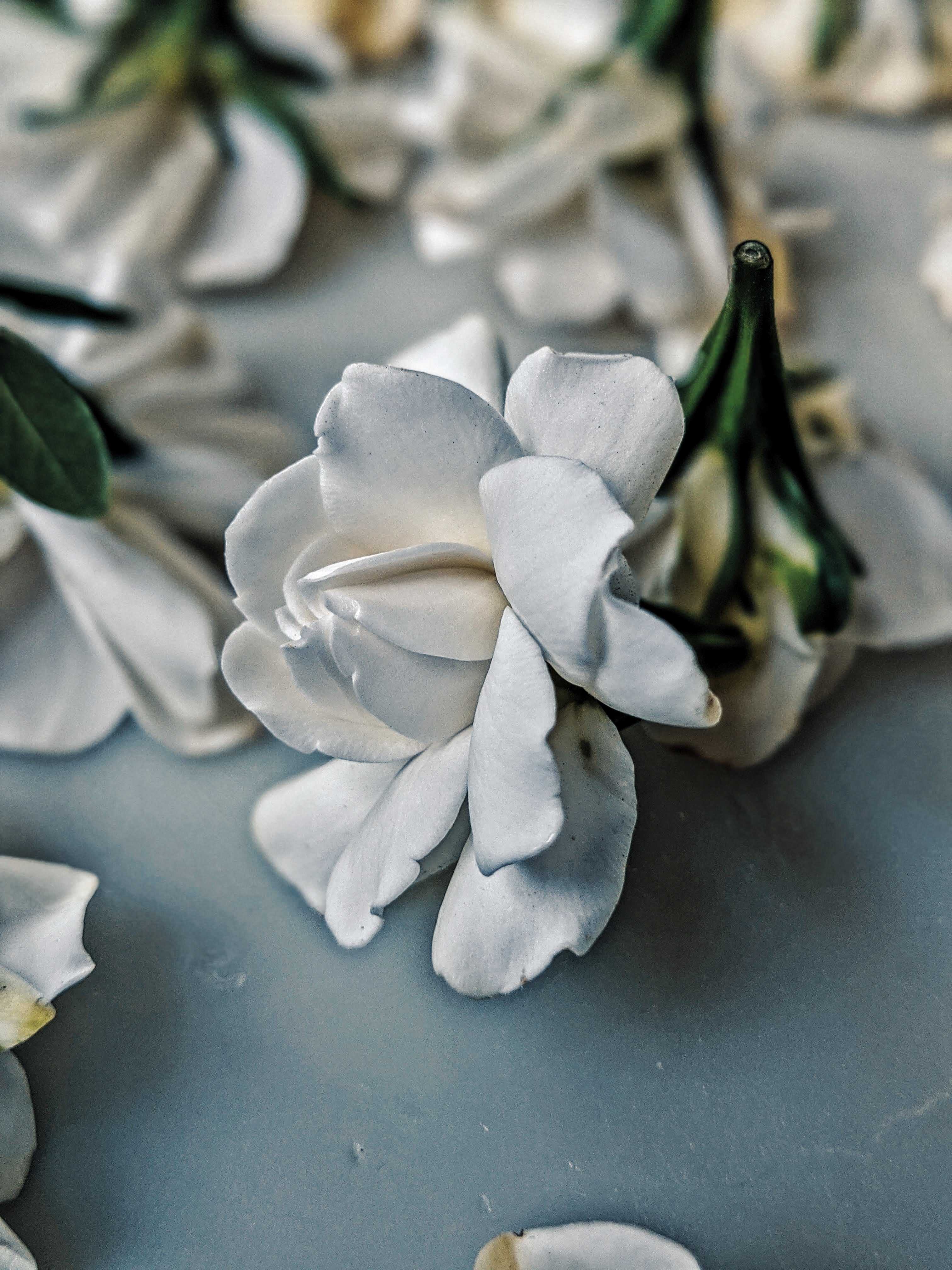 Milk Oolong Gardenia. enfleurage perfume. March 2025 - Image 11