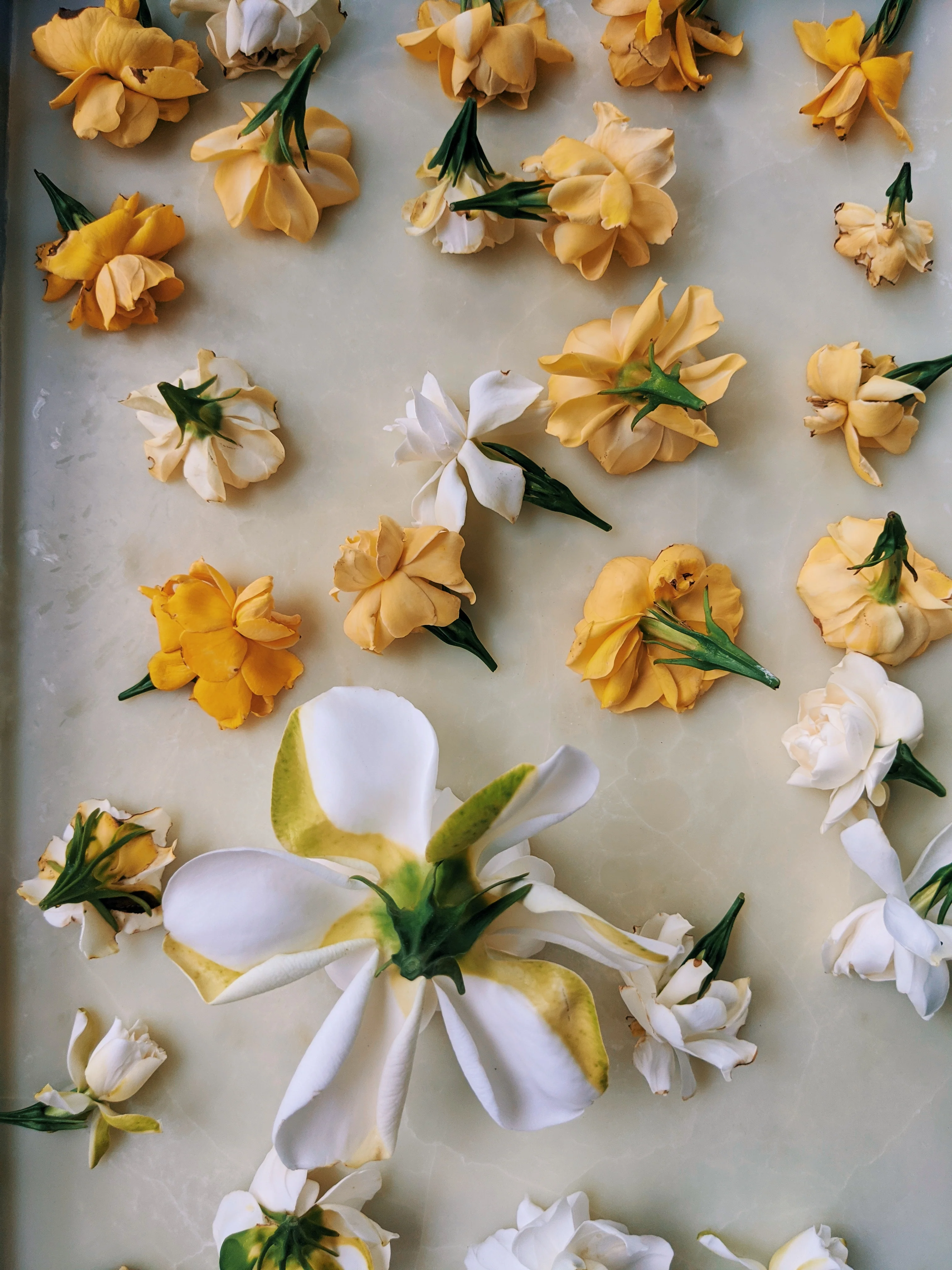 Milk Oolong Gardenia. enfleurage perfume. March 2025 - Image 3
