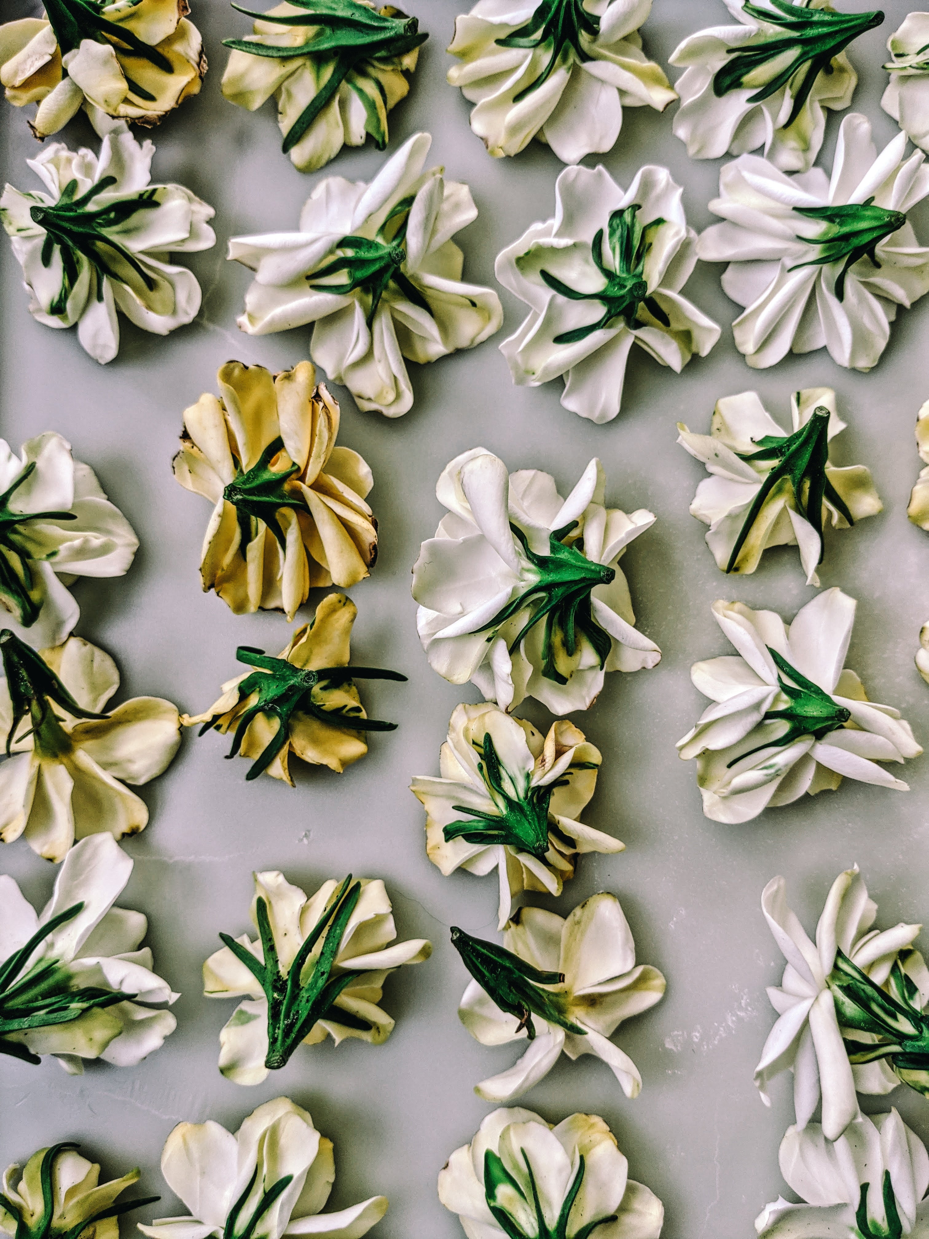 Milk Oolong Gardenia. enfleurage perfume. March 2025 - Image 5