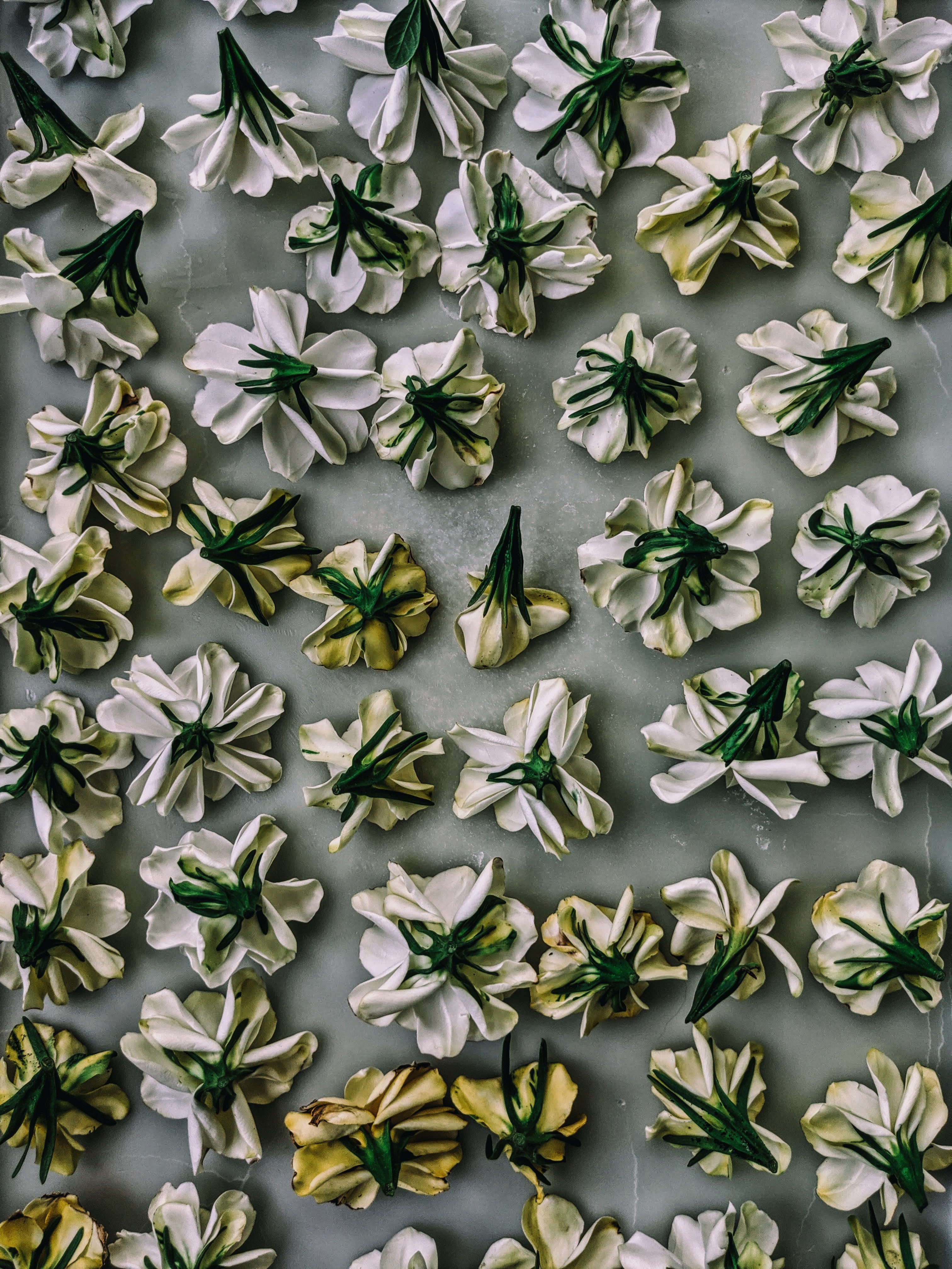 Milk Oolong Gardenia. enfleurage perfume. March 2025 - Image 7