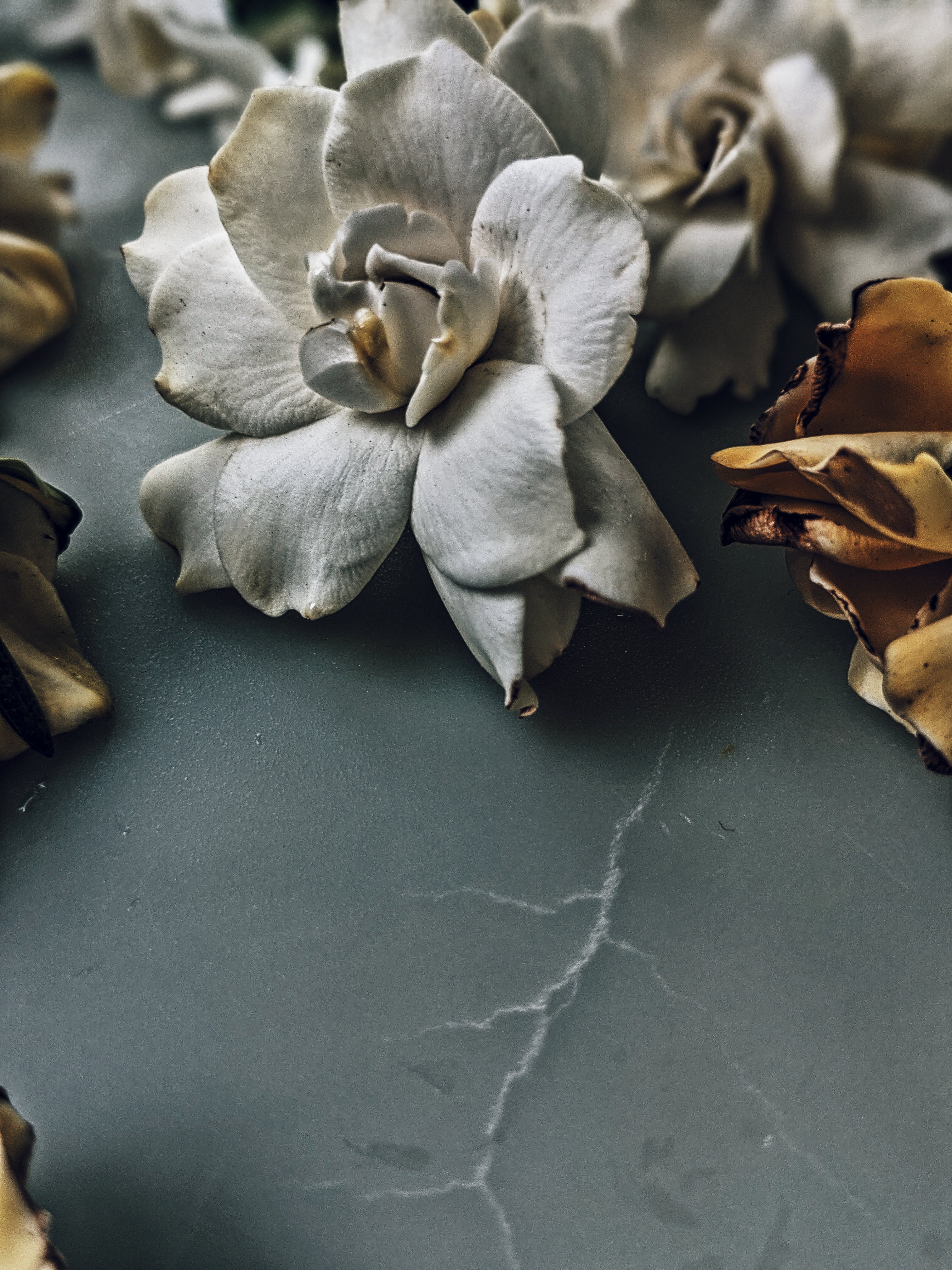 Milk Oolong Gardenia. enfleurage perfume. March 2025 - Image 9