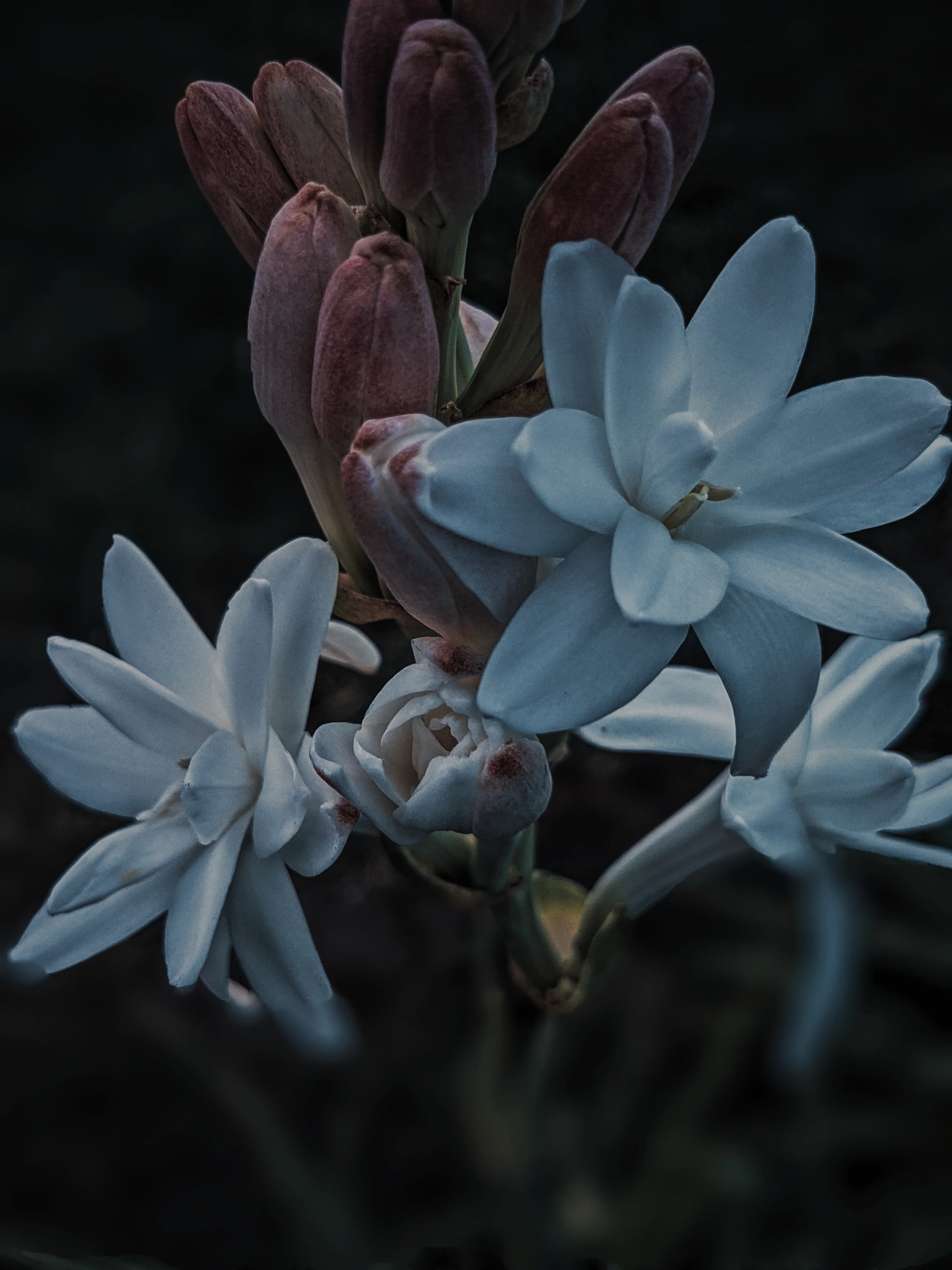 Omixochitl (October 2025). Tuberose Enfleurage Extrait. Organic tuberose perfume. Biodynamic - Image 4