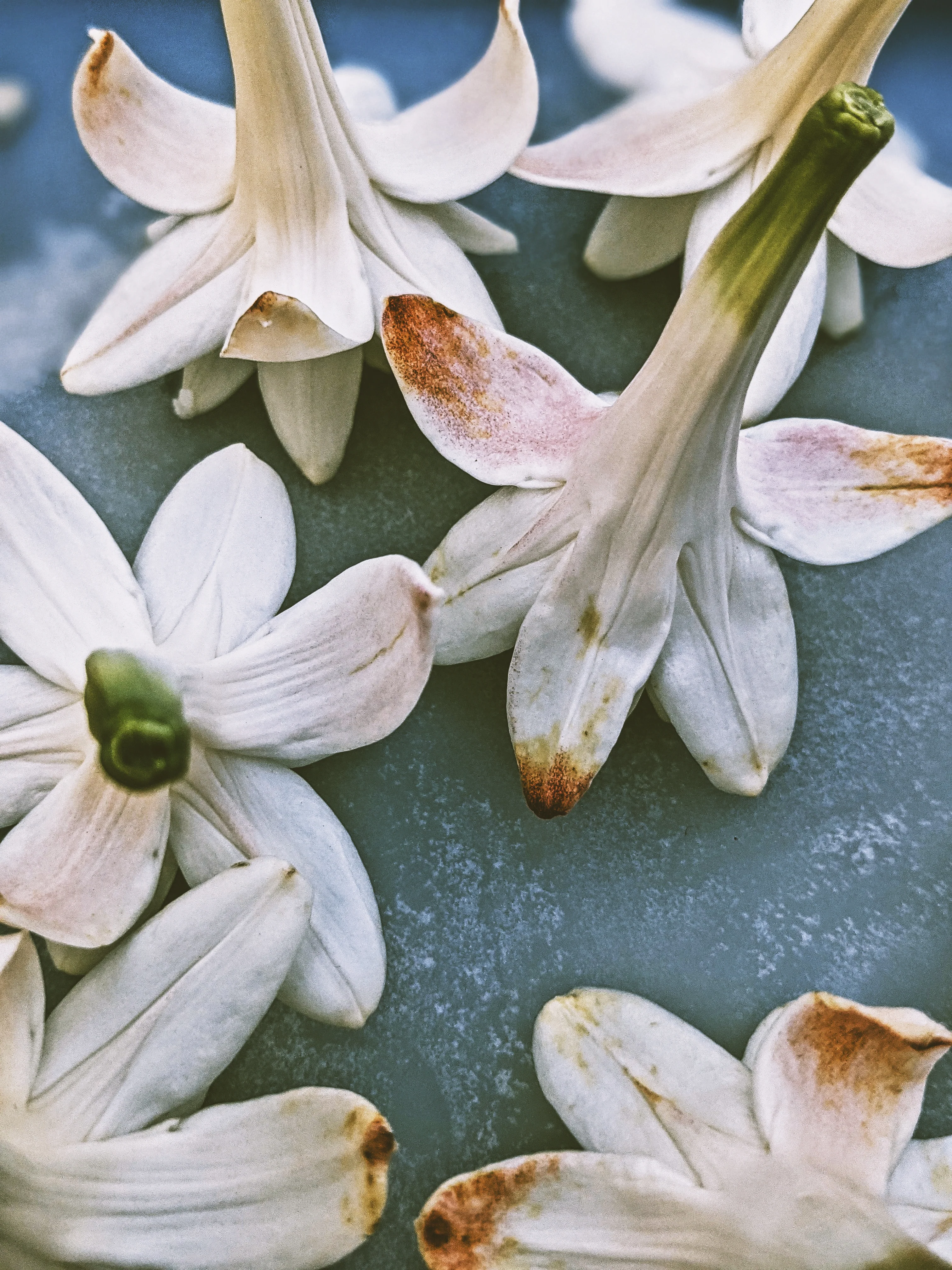 Omixochitl (October 2025). Tuberose Enfleurage Extrait. Organic tuberose perfume. Biodynamic - Image 5