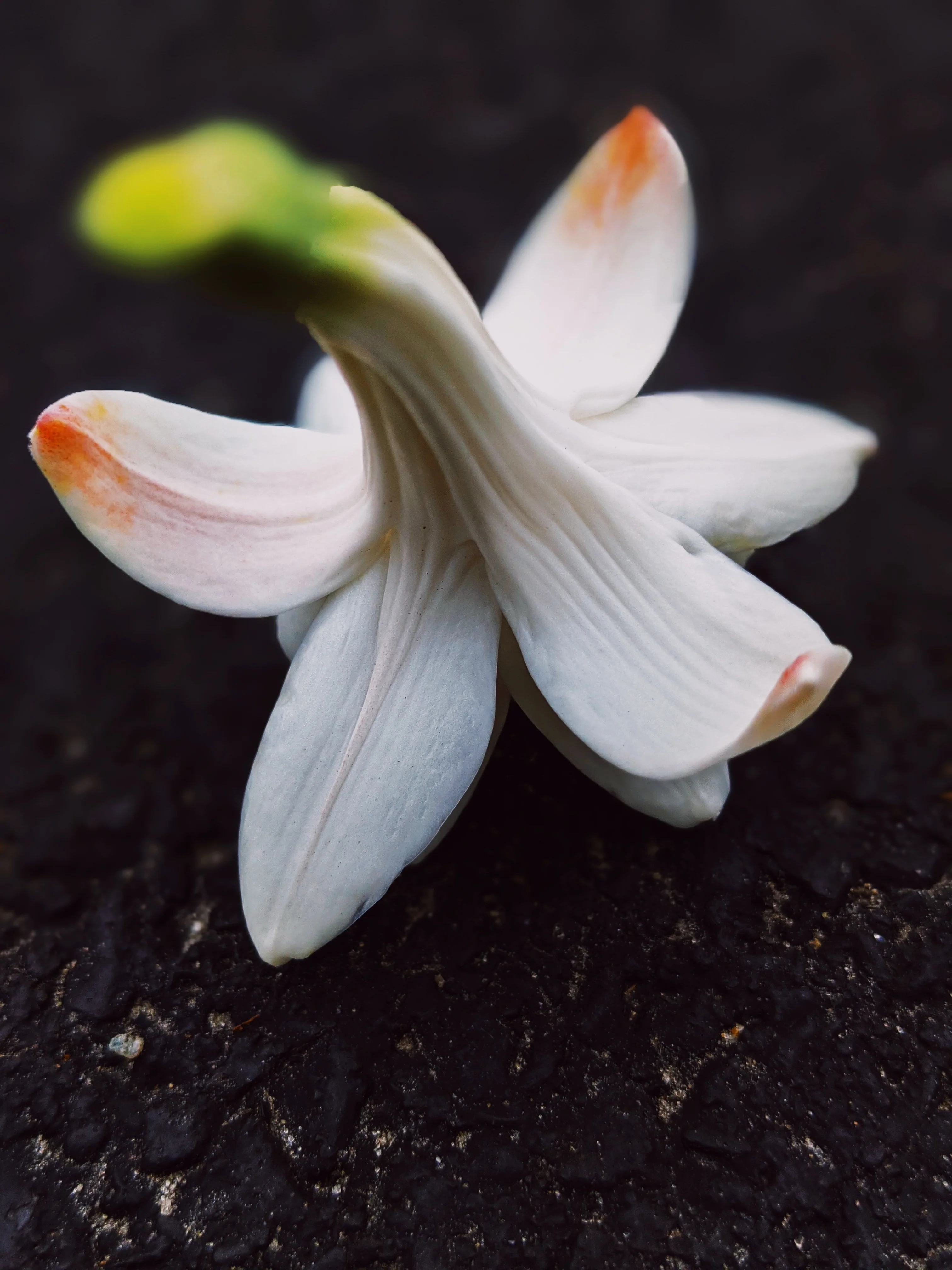 Omixochitl (October 2025). Tuberose Enfleurage Extrait. Organic tuberose perfume. Biodynamic - Image 6