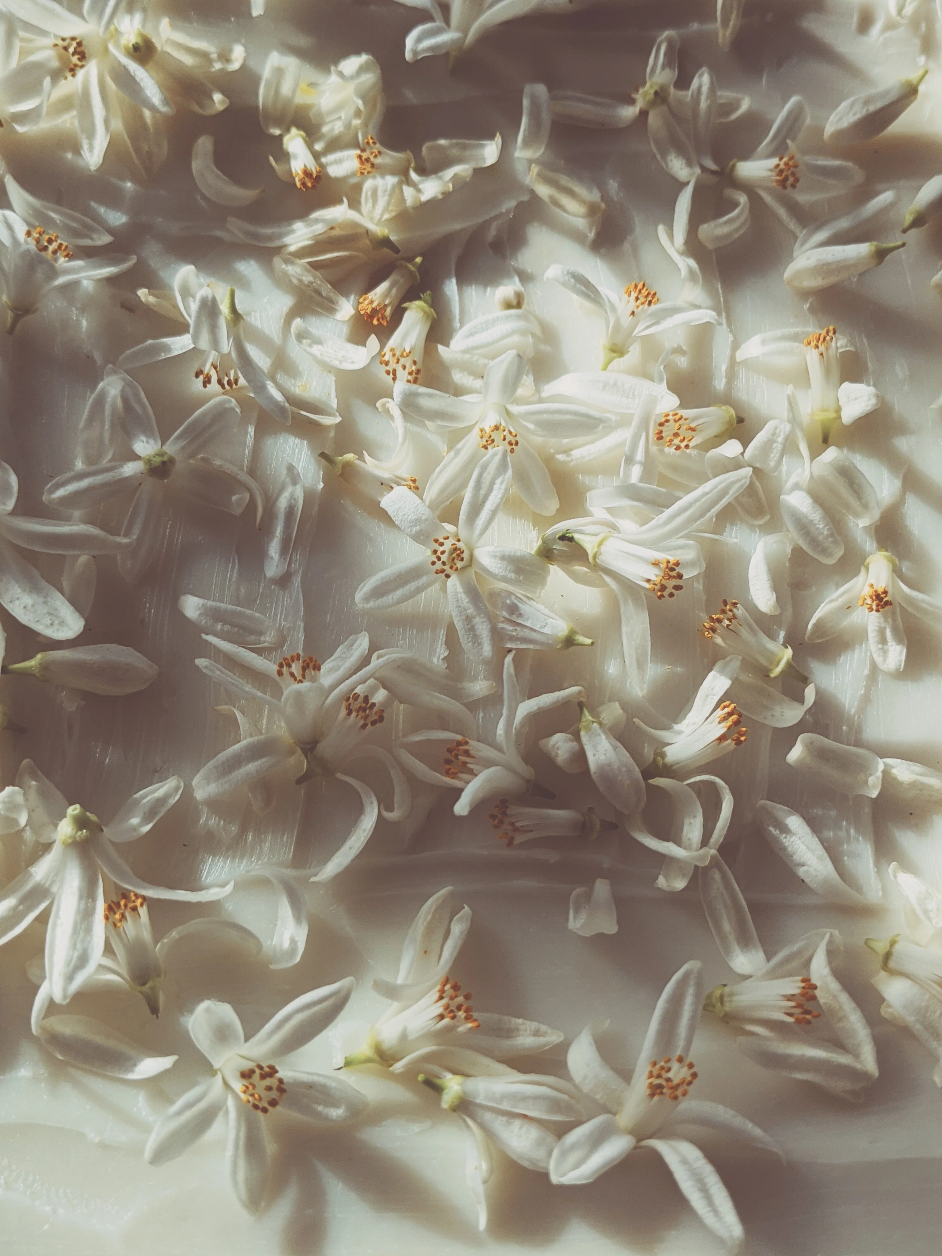 Orange Blossom Enfleurage. 2025. - Image 10