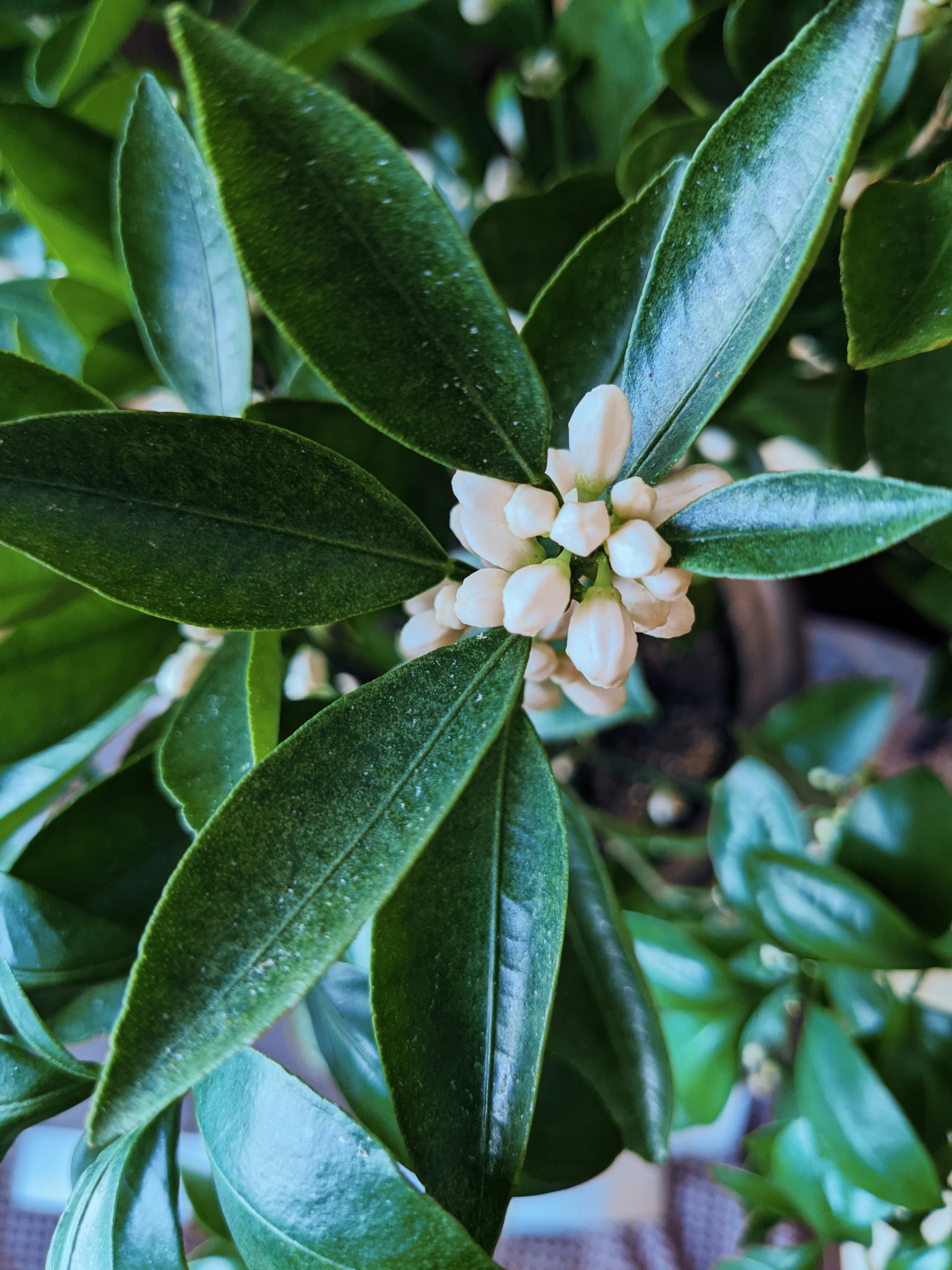 Orange Blossom Enfleurage. 2025. - Image 11