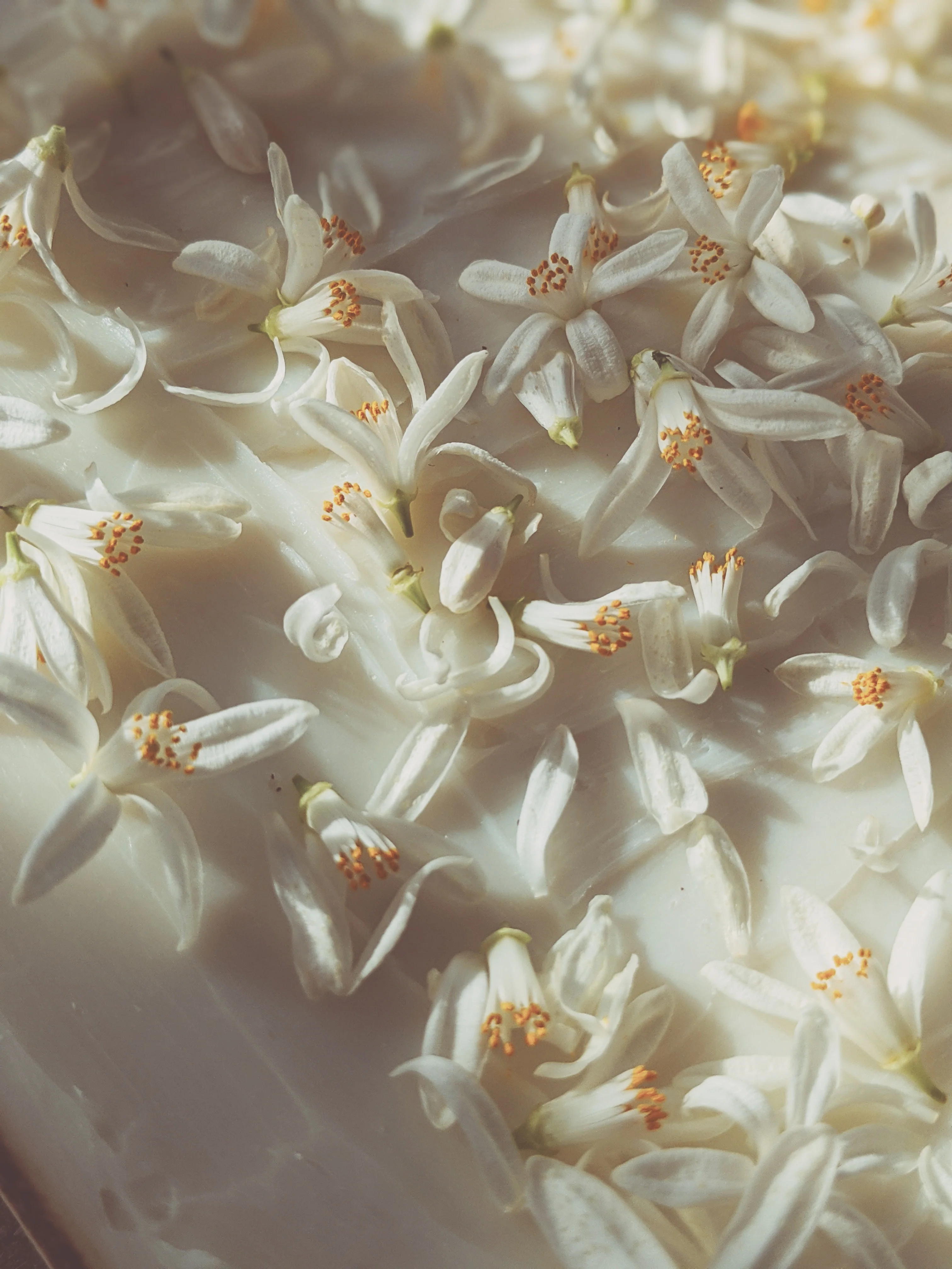 Orange Blossom Enfleurage. 2025. - Image 12