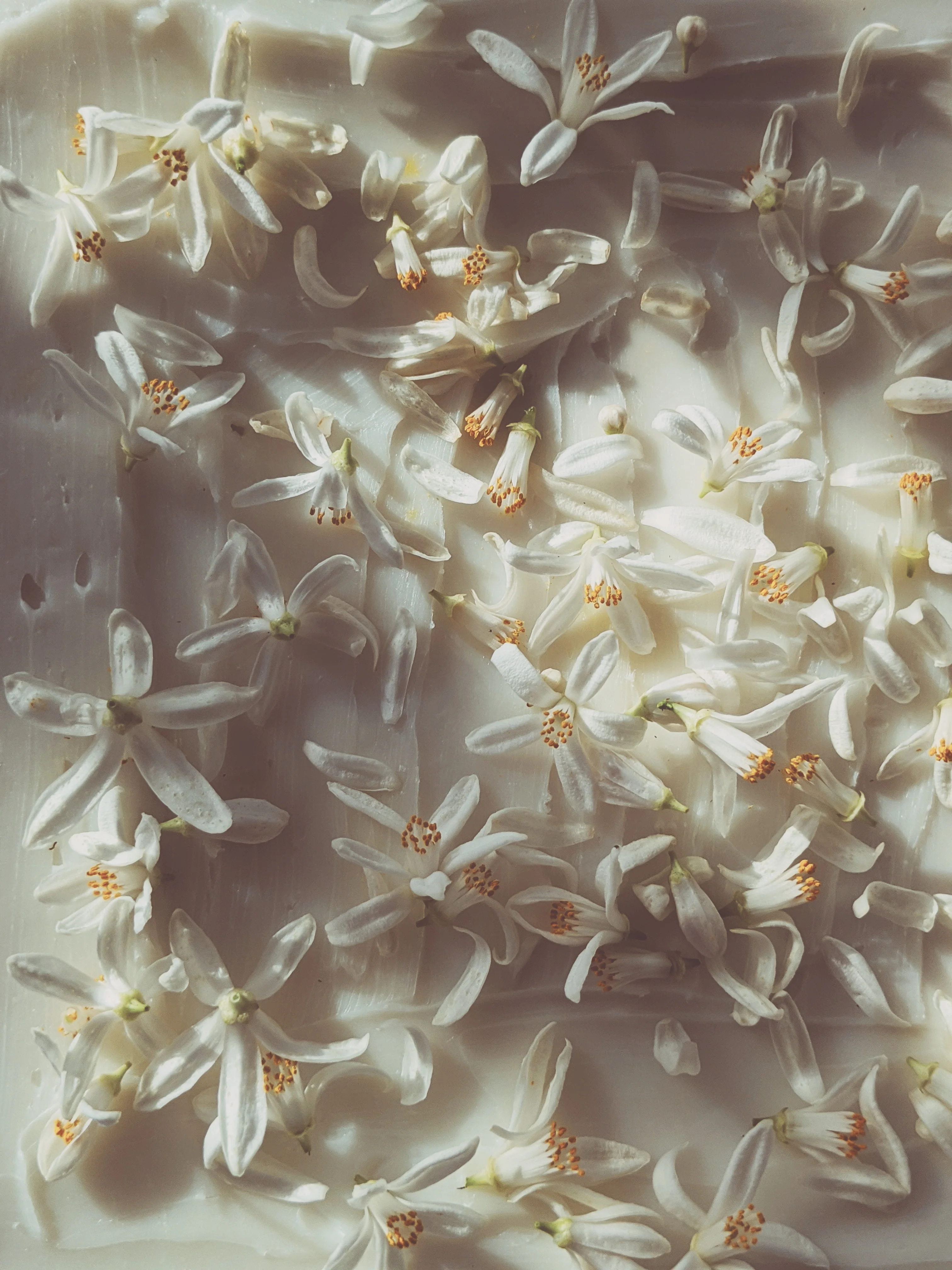 Orange Blossom Enfleurage. 2025. - Image 13