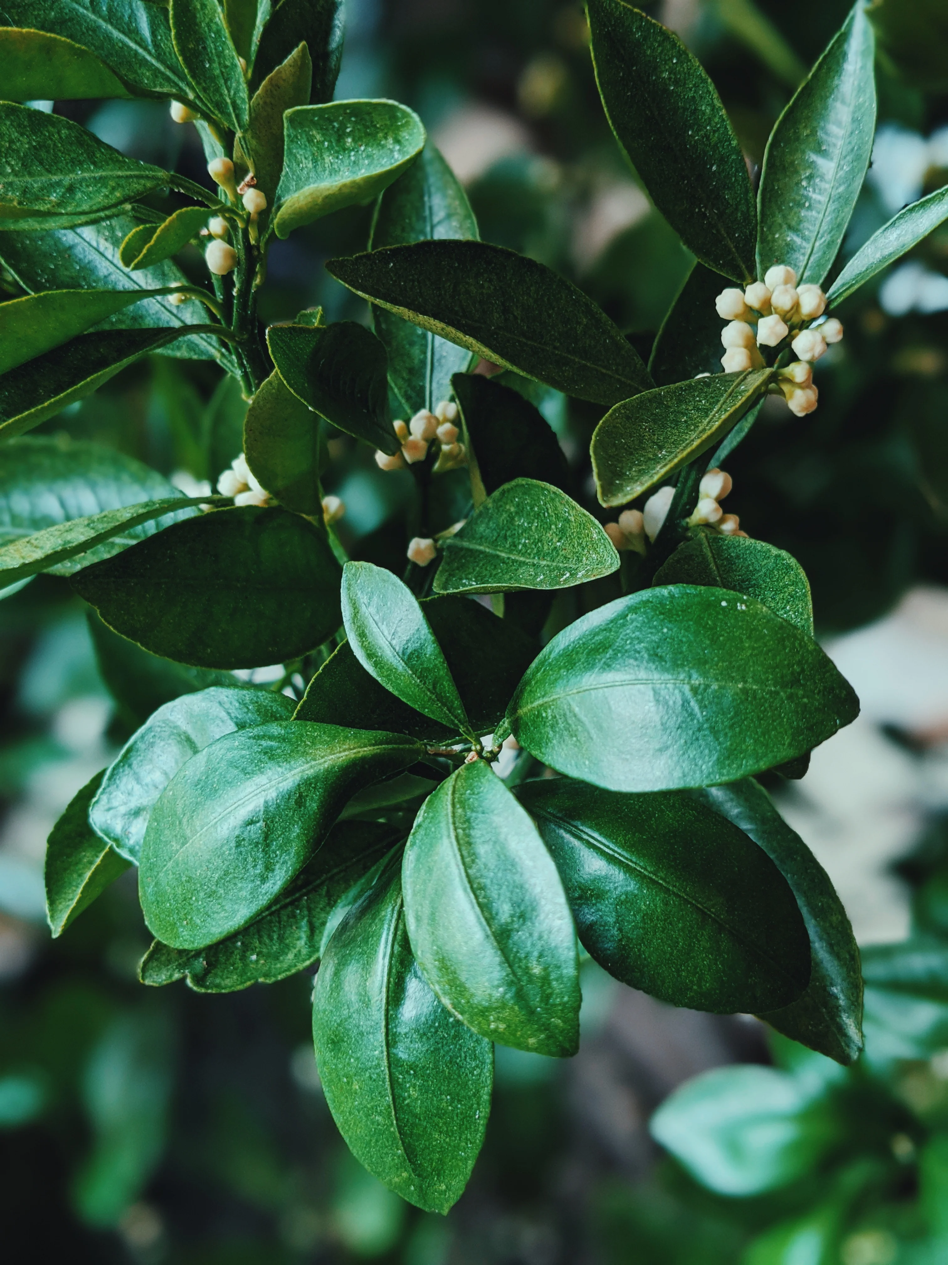 Orange Blossom Enfleurage. 2025. - Image 14