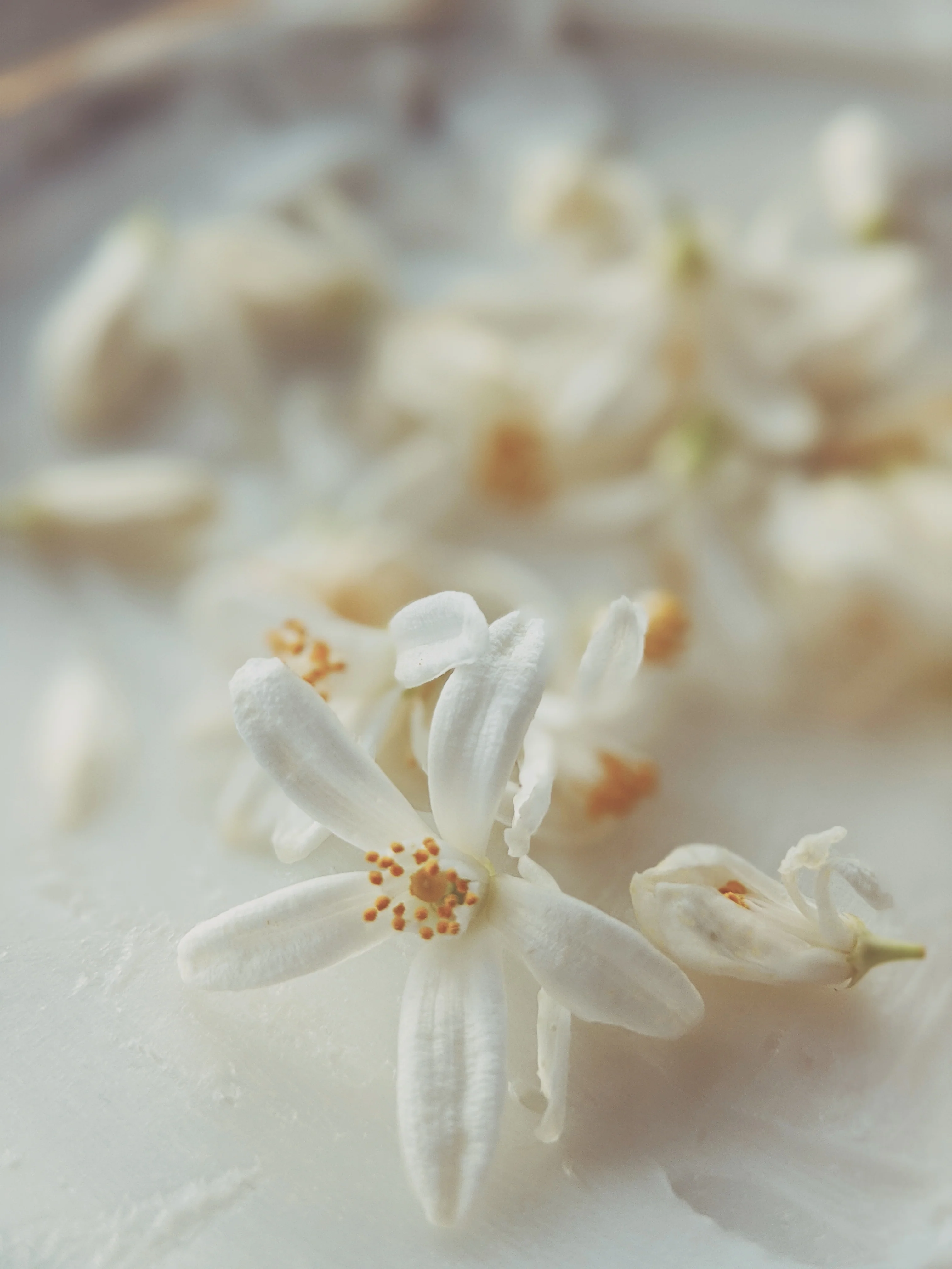 Orange Blossom Enfleurage. 2025. - Image 15