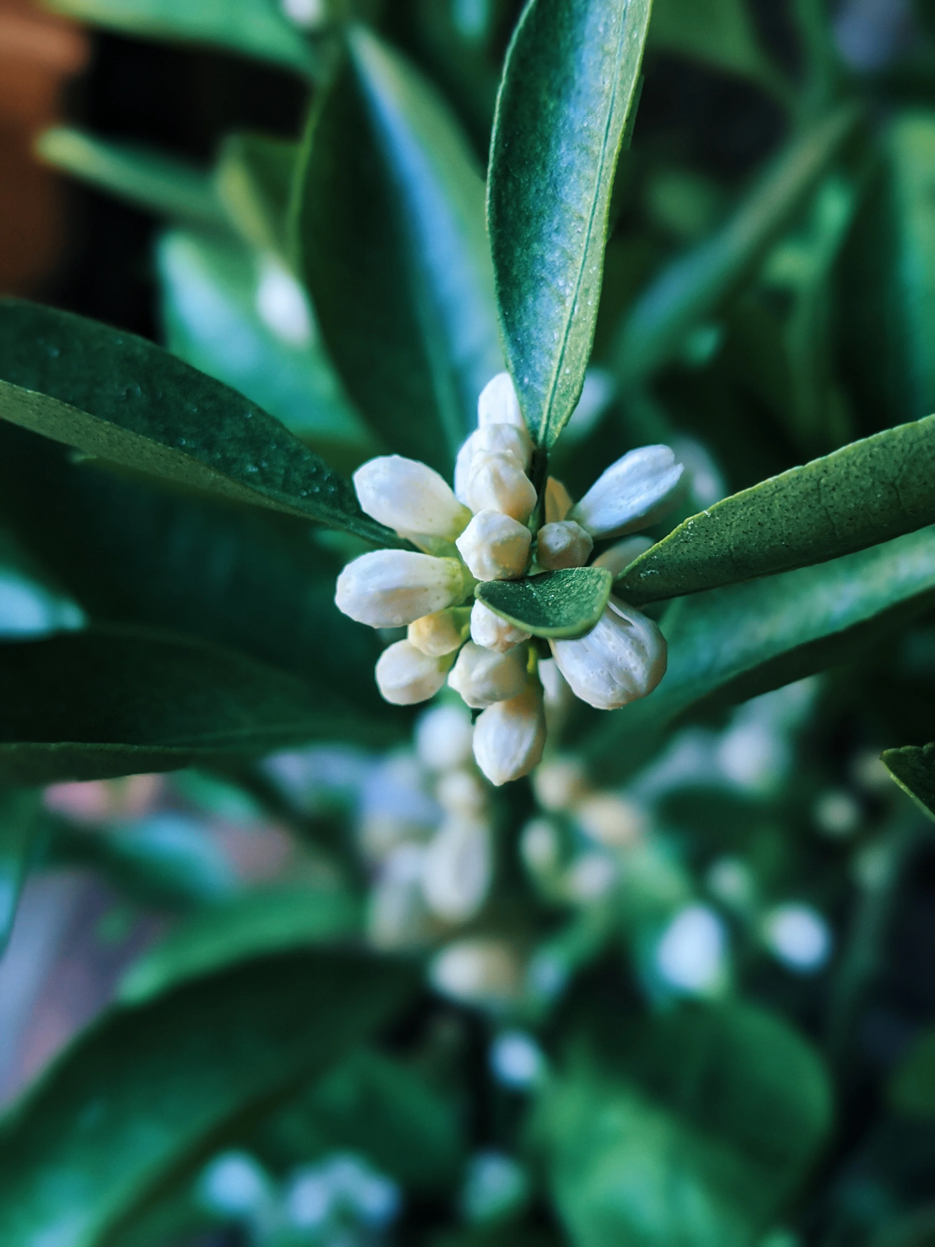 Orange Blossom Enfleurage. 2025. - Image 17