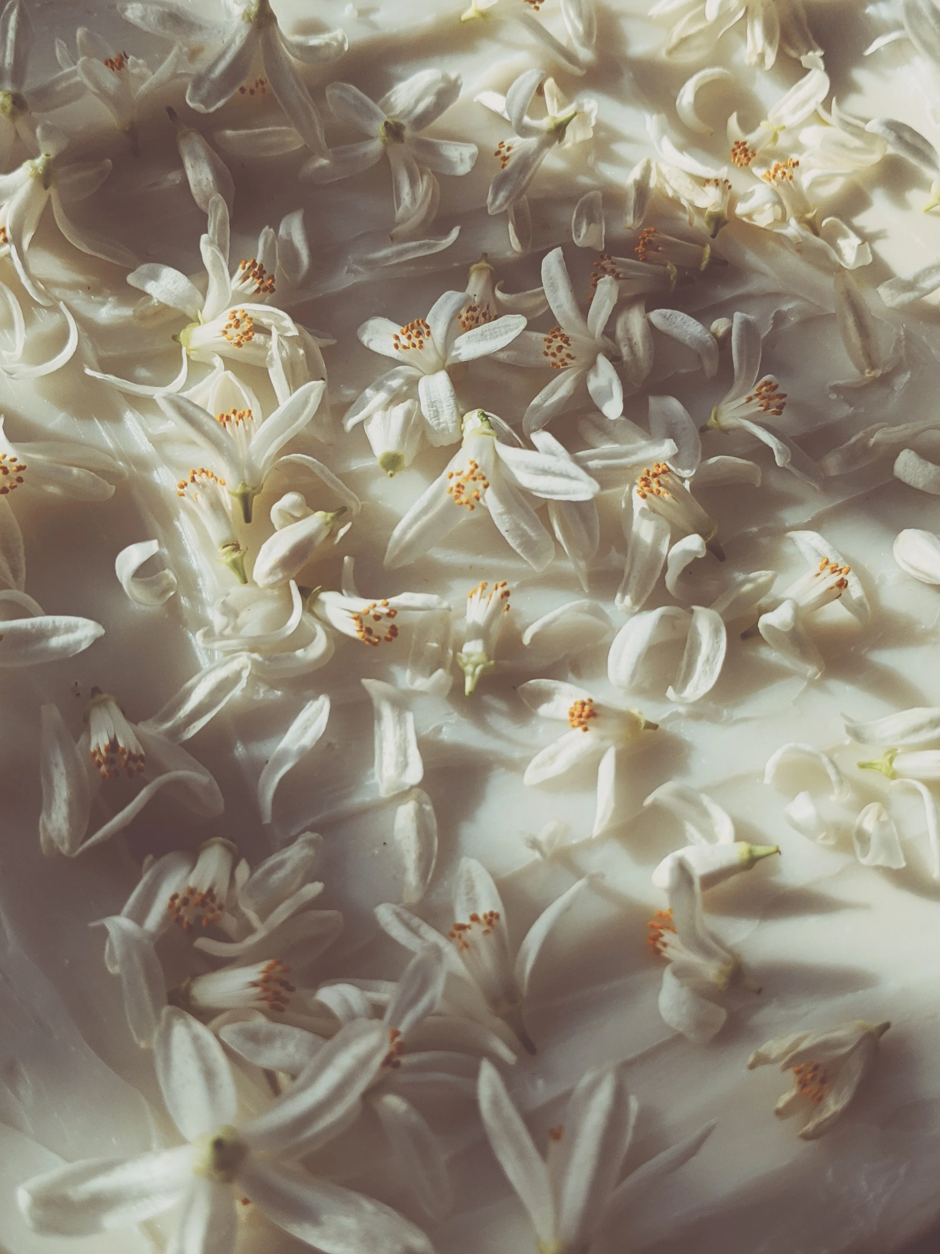 Orange Blossom Enfleurage. 2025. - Image 19