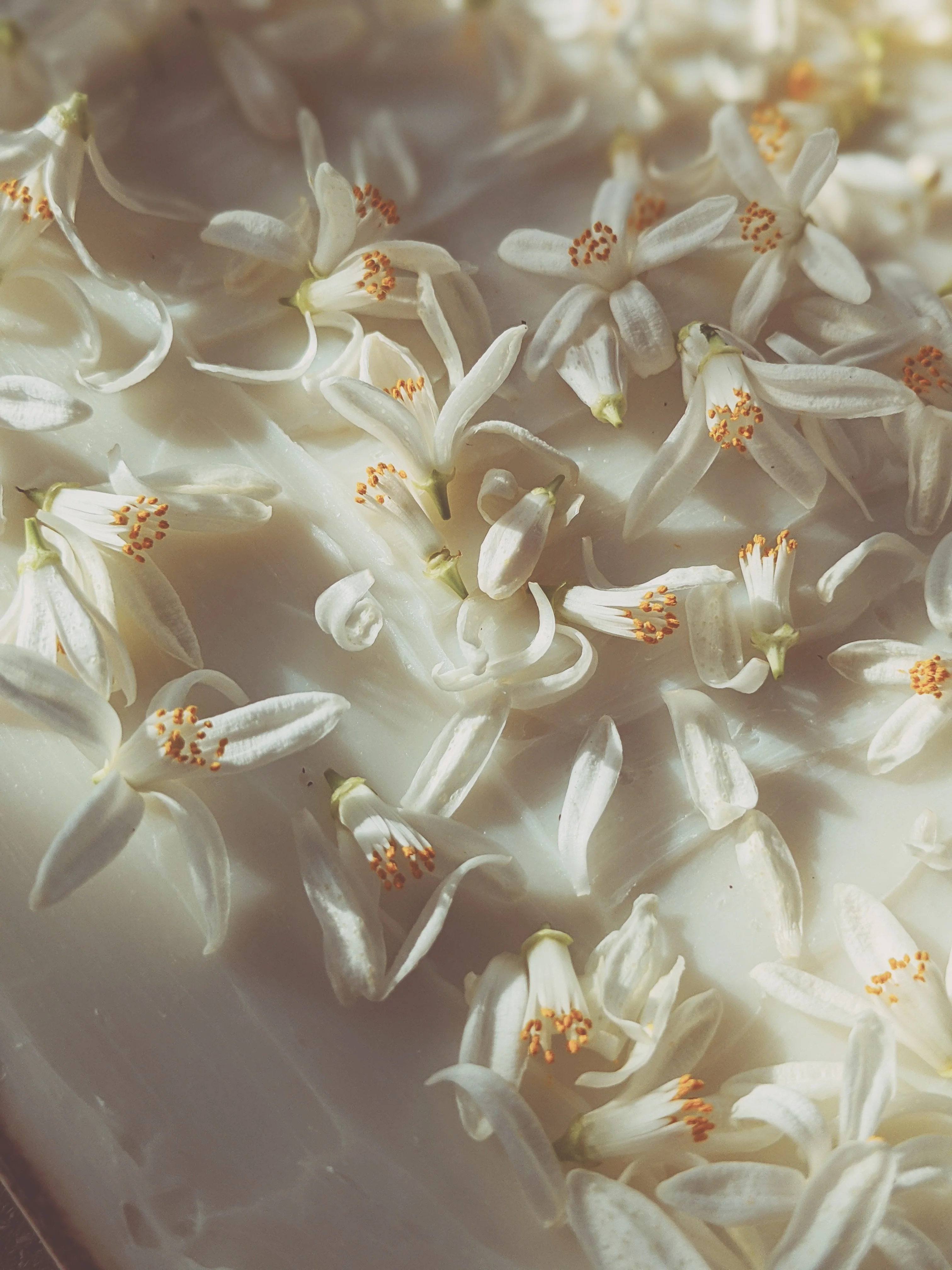 Orange Blossom Enfleurage. 2025. - Image 20