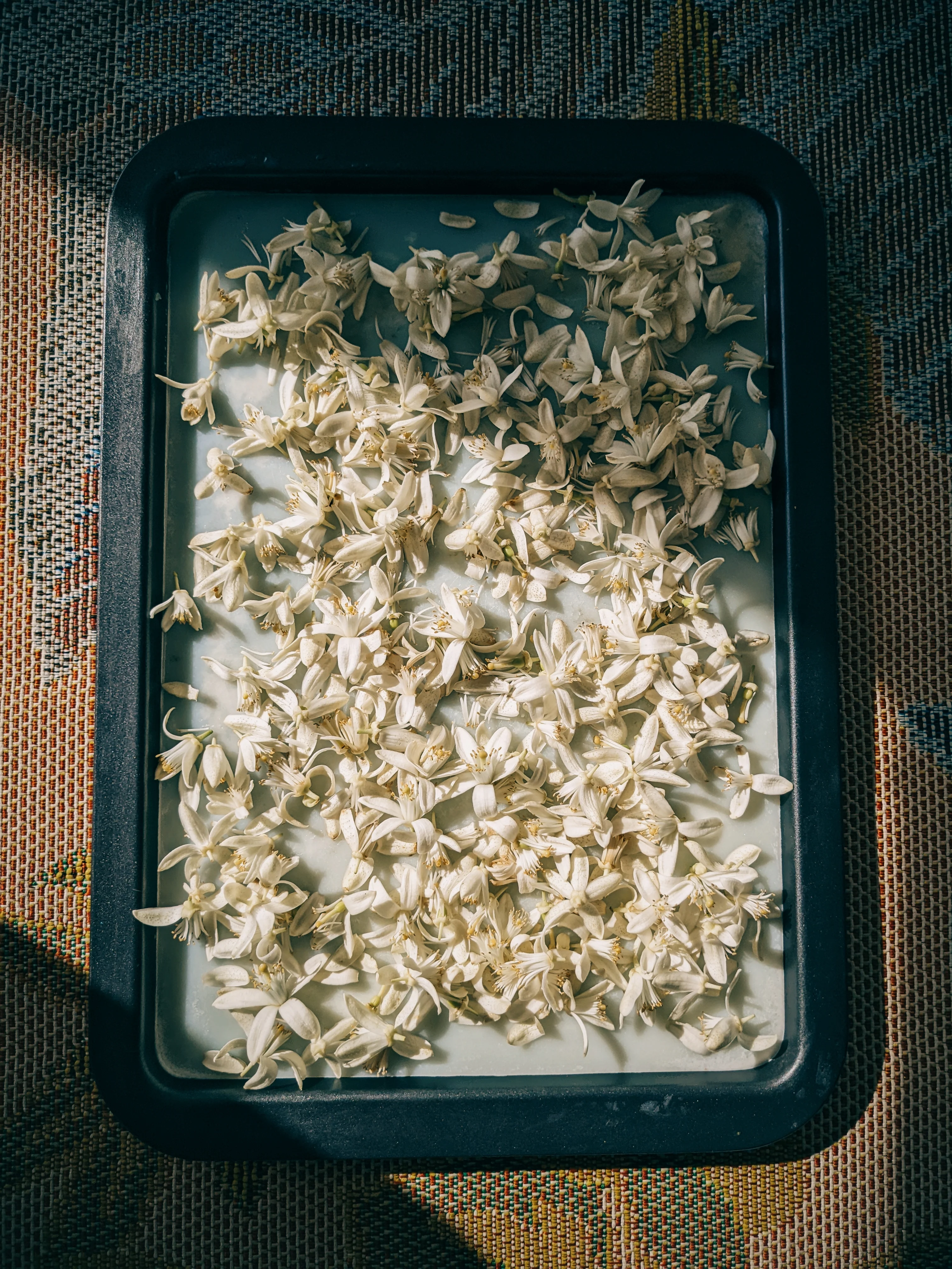 Orange Blossom Enfleurage. 2025. - Image 3