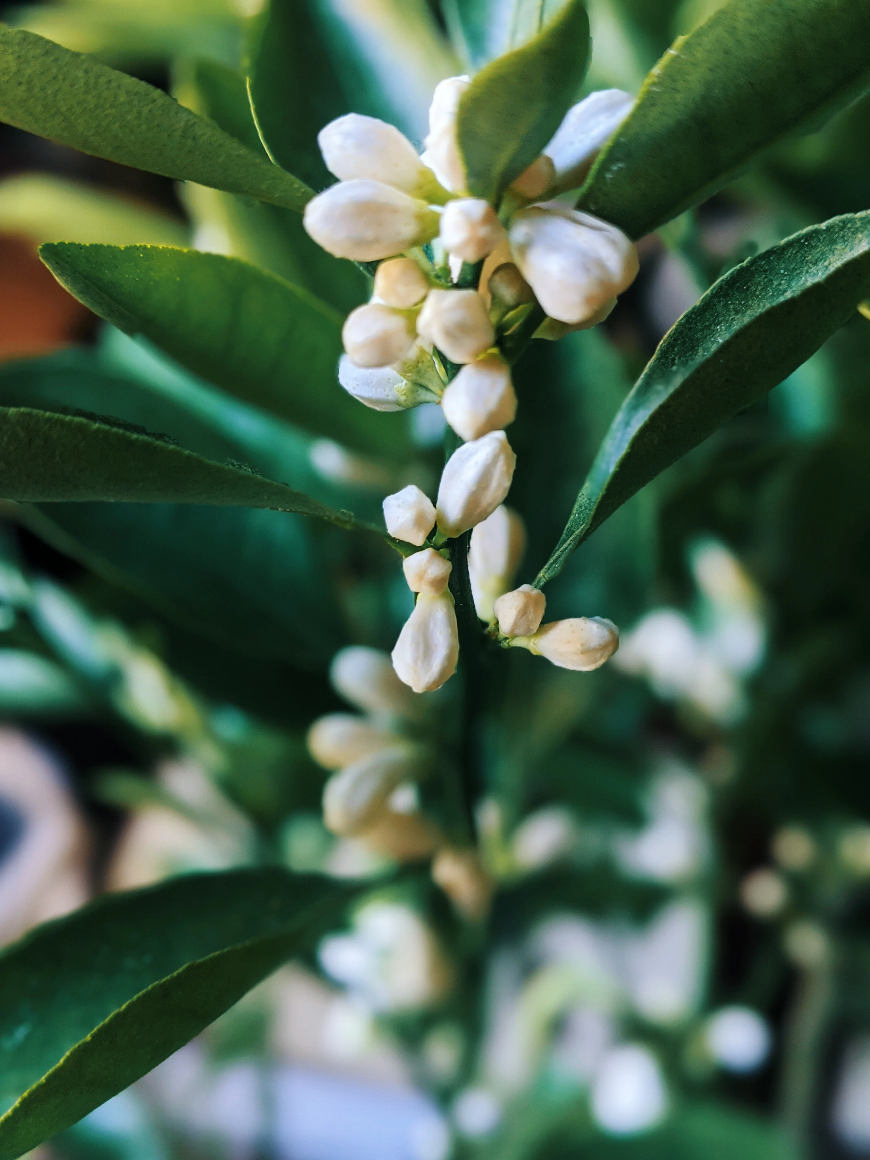 Orange Blossom Enfleurage. 2025. - Image 5