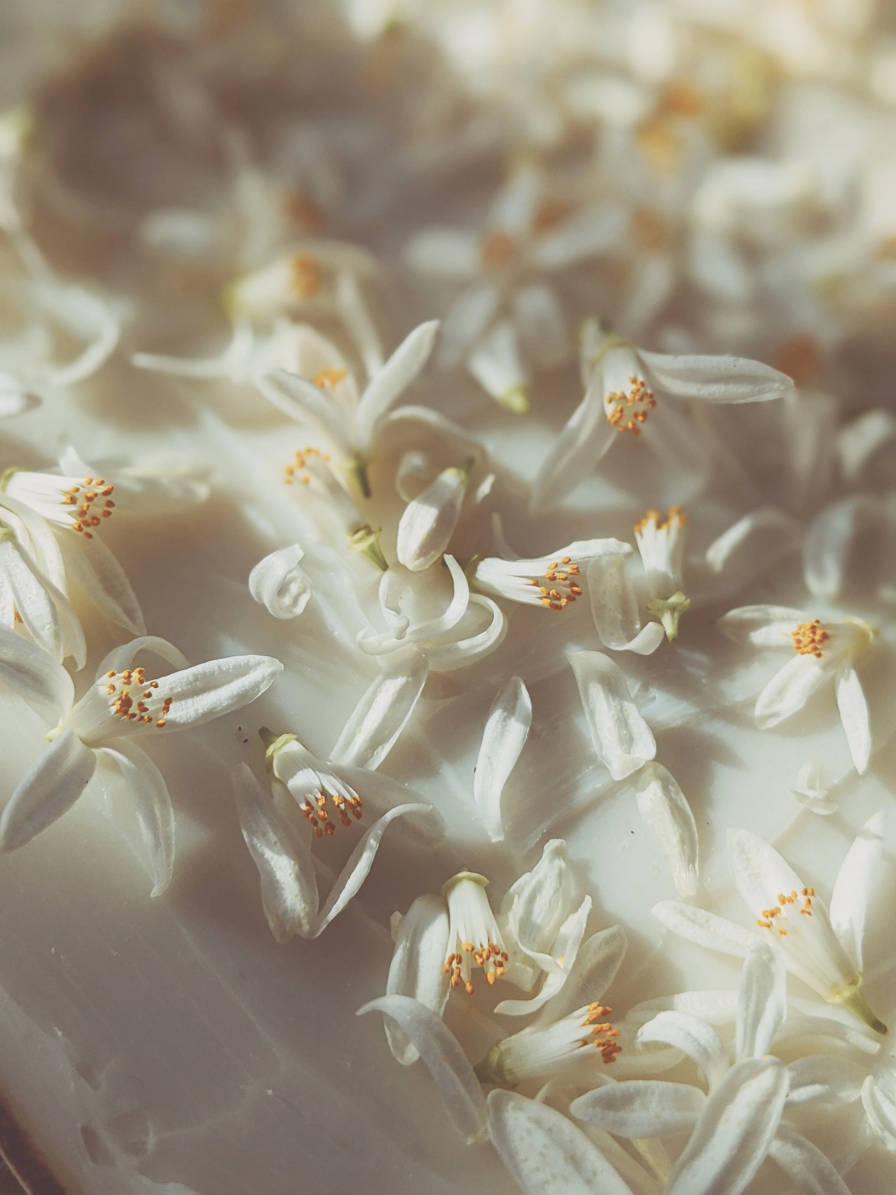 Orange Blossom Enfleurage. 2025. - Image 6