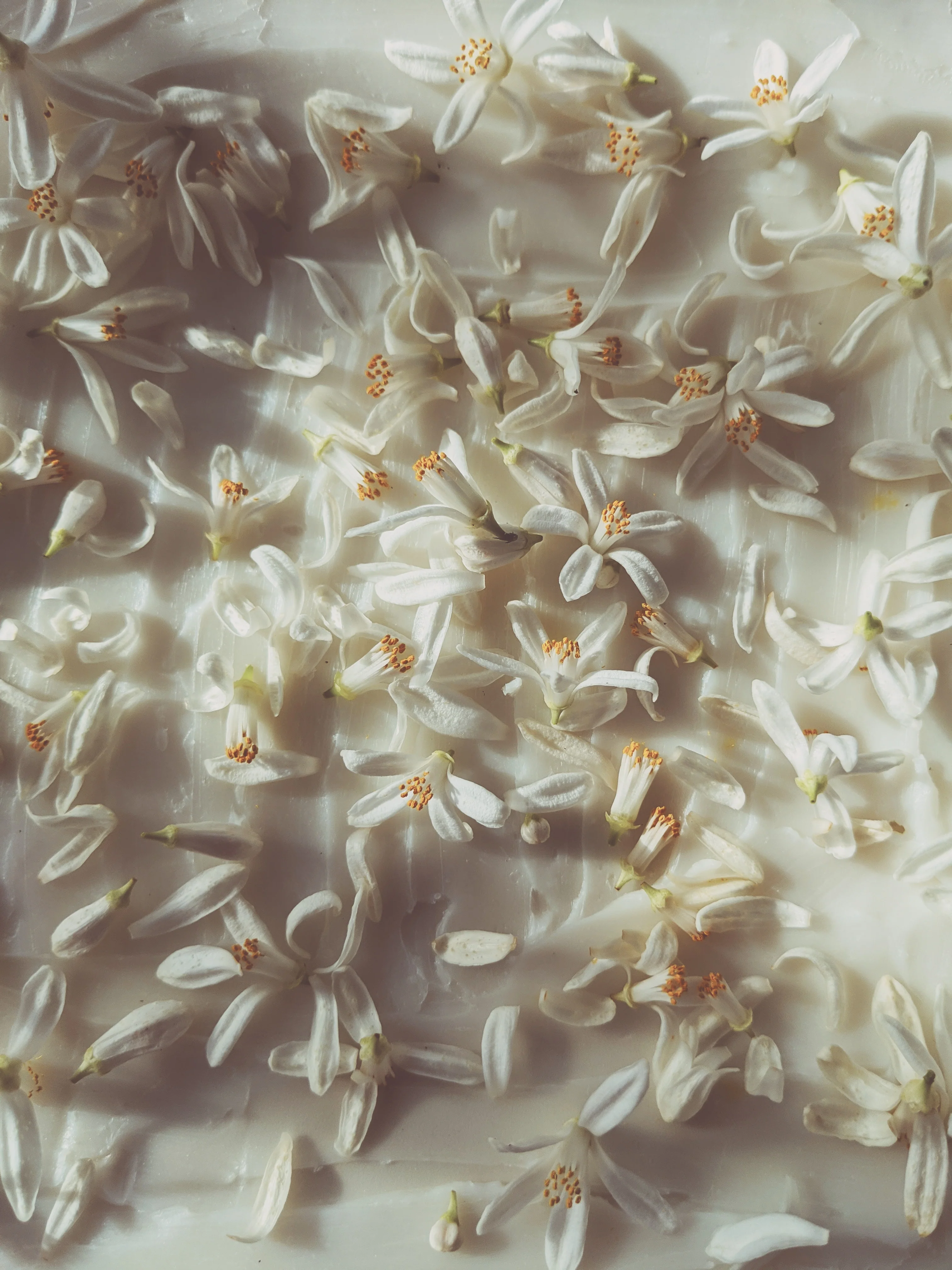 Orange Blossom Enfleurage. 2025. - Image 7