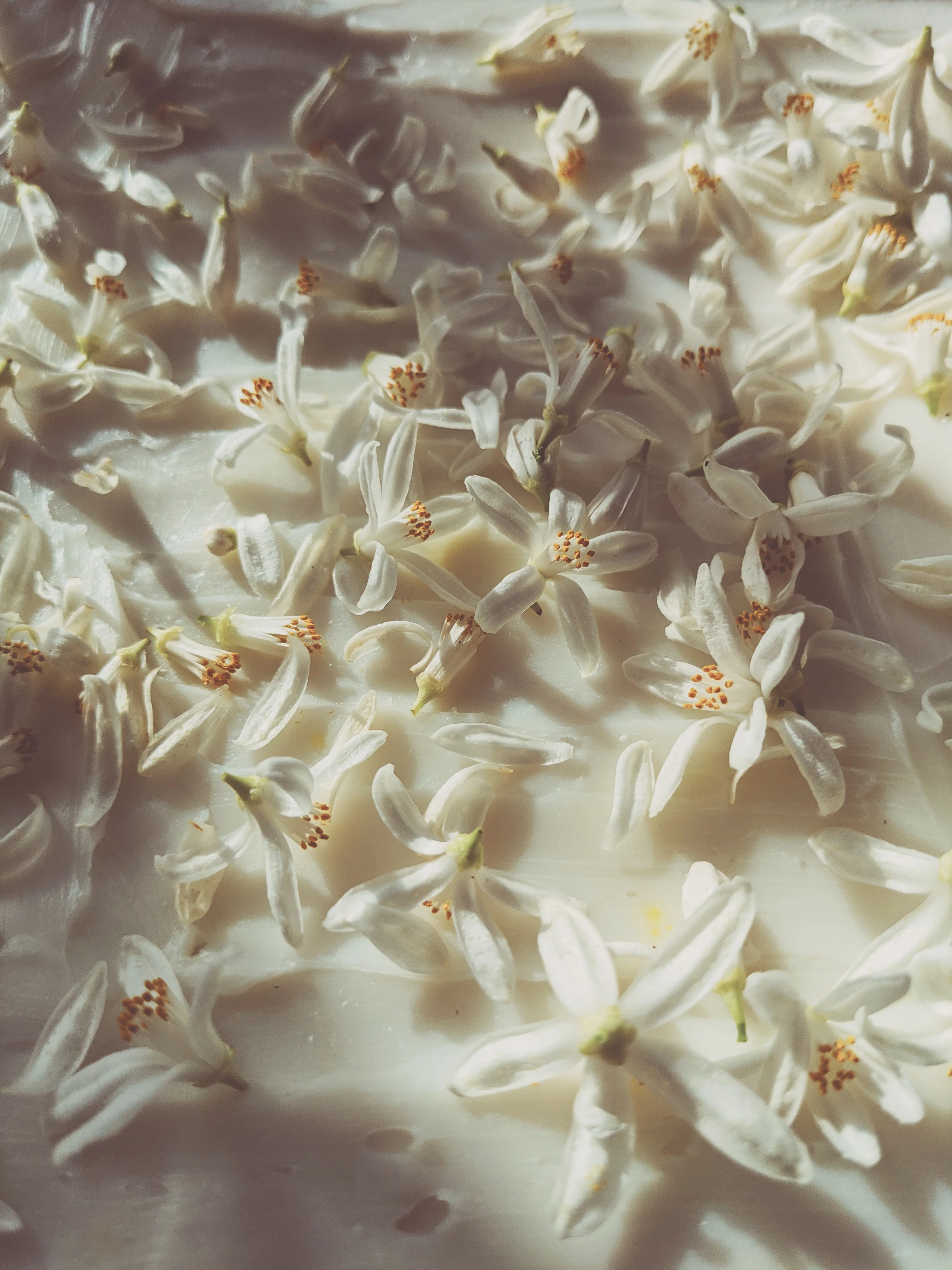 Orange Blossom Enfleurage. 2025. - Image 8