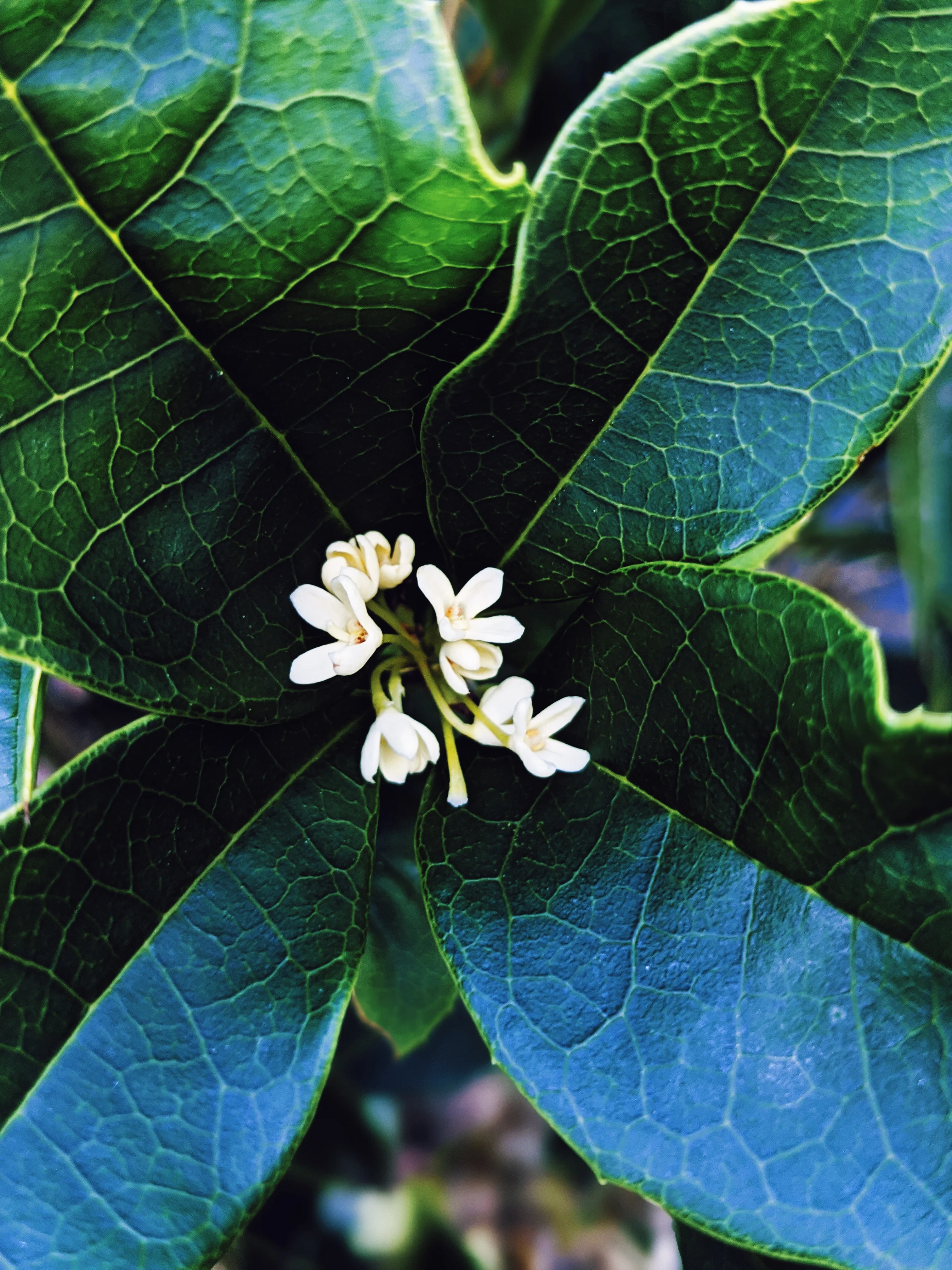 Osmanthus Enfleurage. - Image 6