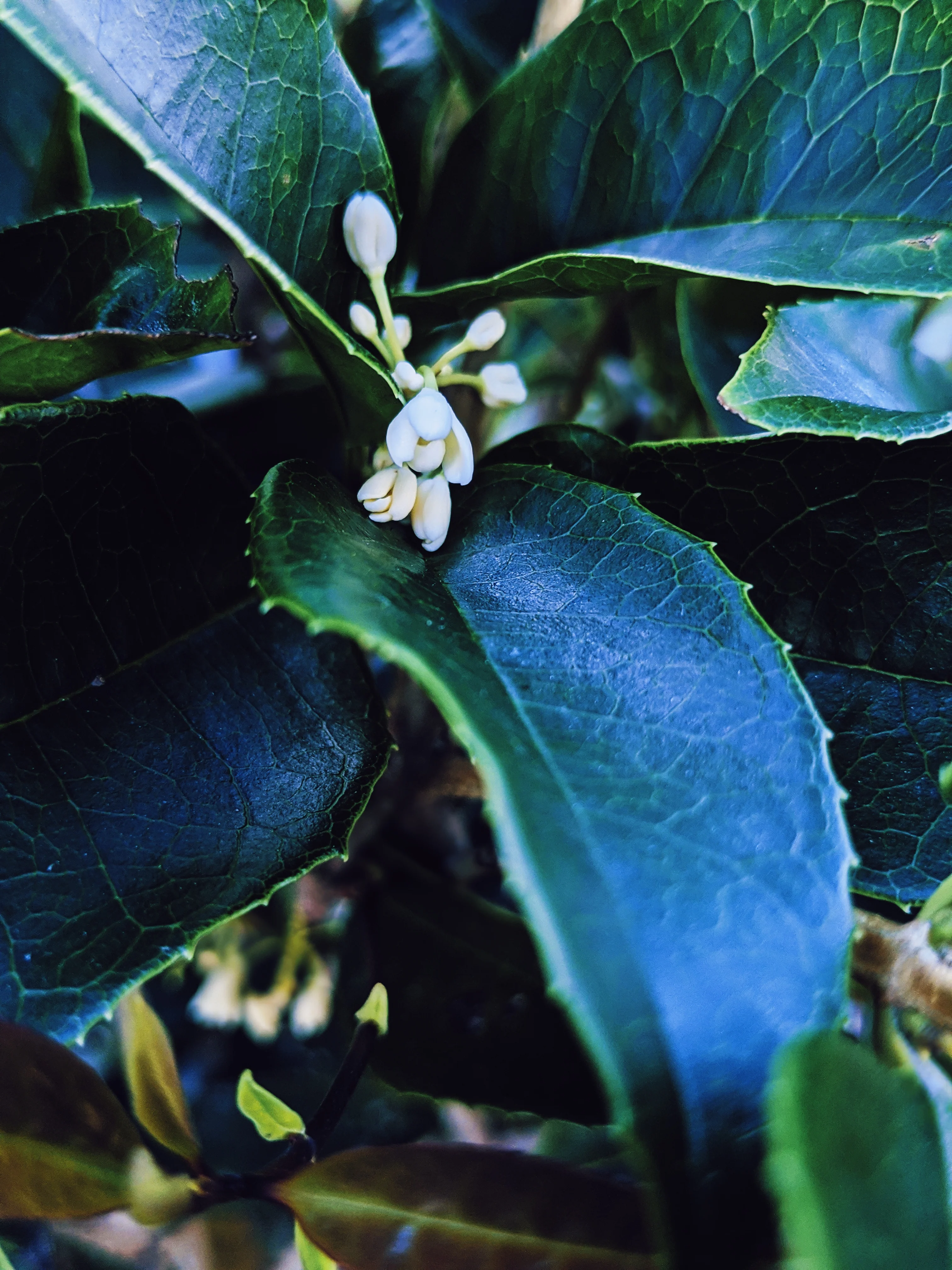 Osmanthus Enfleurage. - Image 8