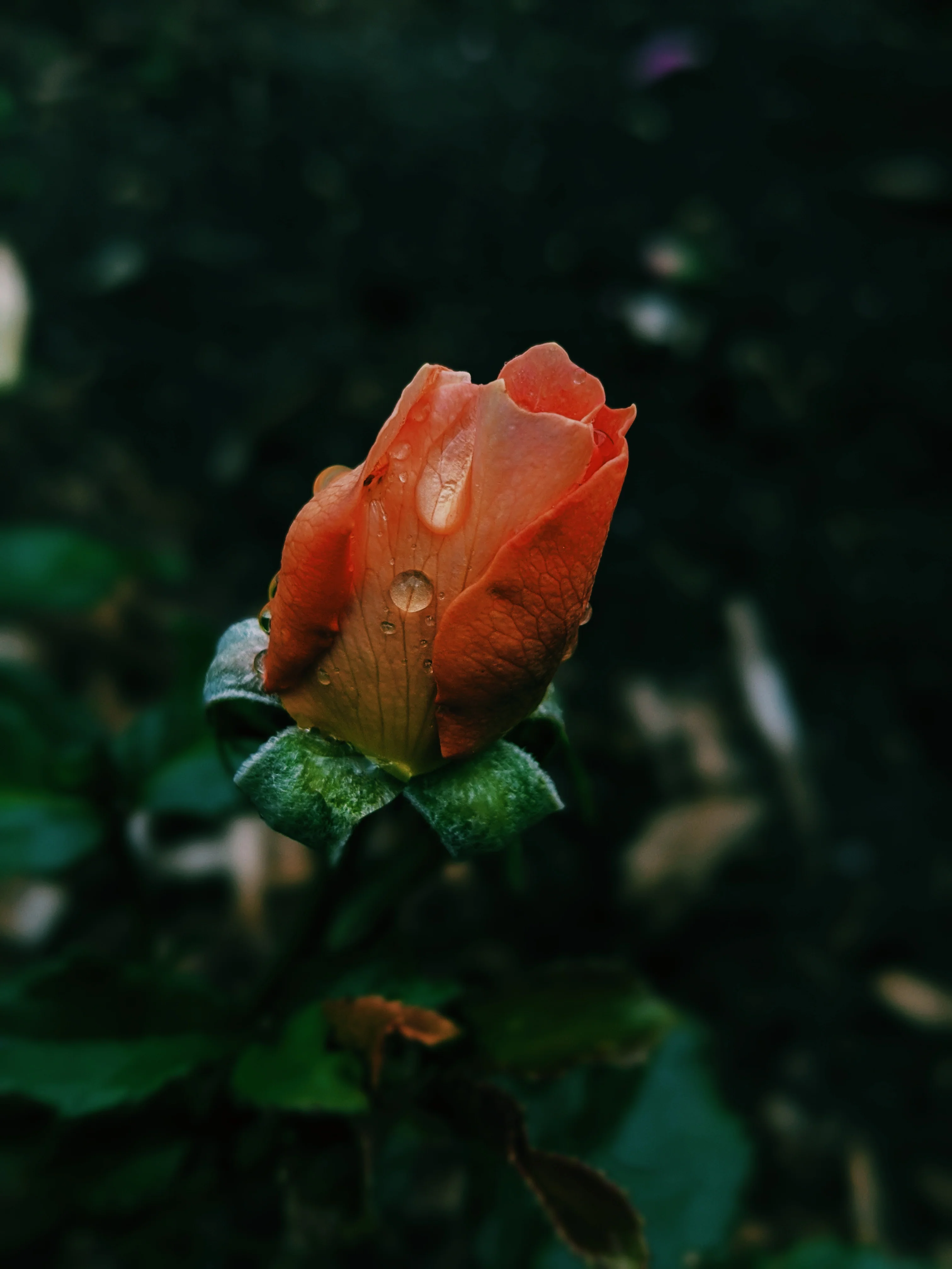 Peach Iris. enfleurage perfume. orris root, peach, rose, apricot, osmanthus, stephanotis. October 2023 - Image 13