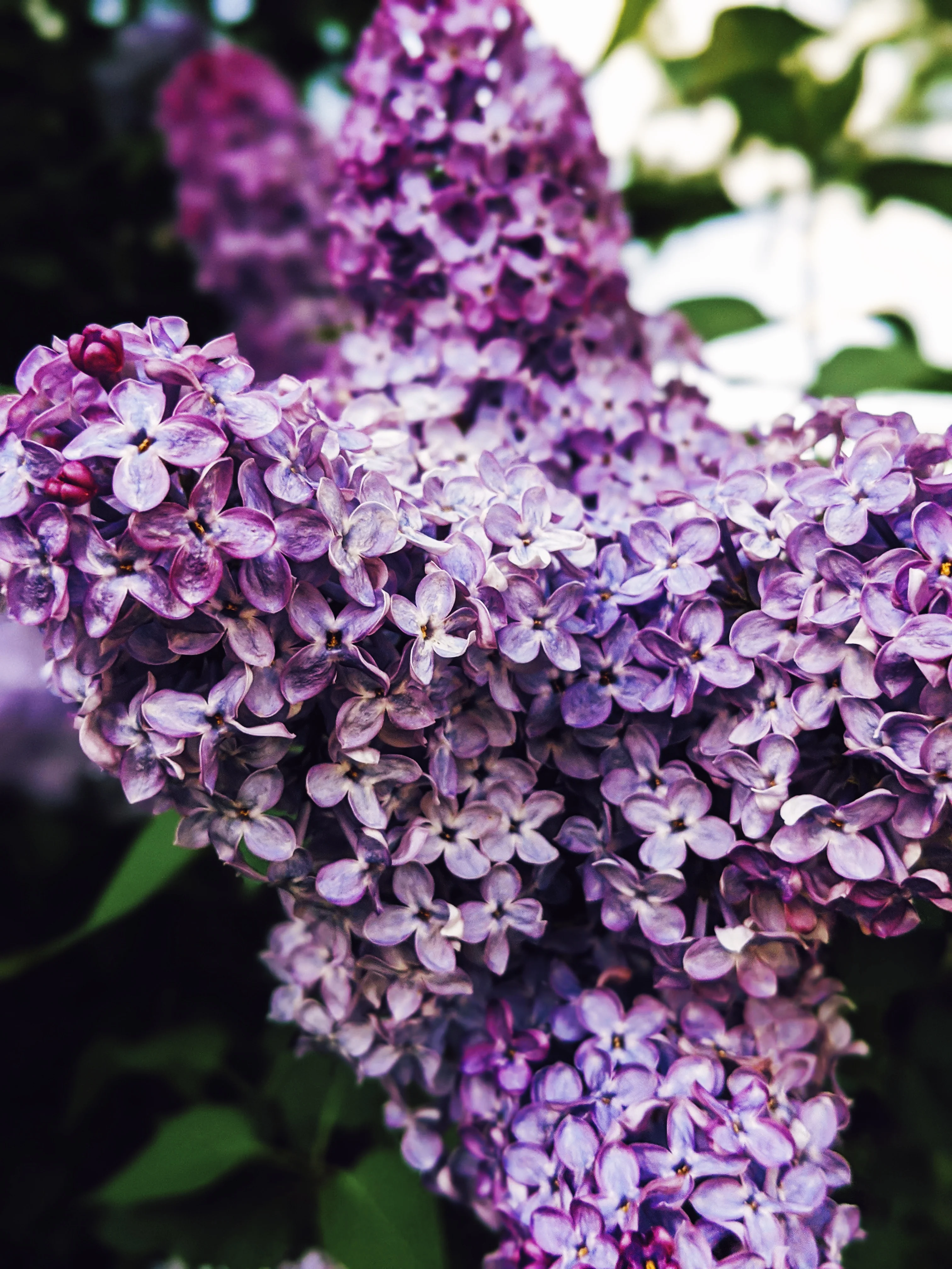 Peach Iris. enfleurage perfume. orris root, peach, rose, apricot, osmanthus, stephanotis. October 2023 - Image 14