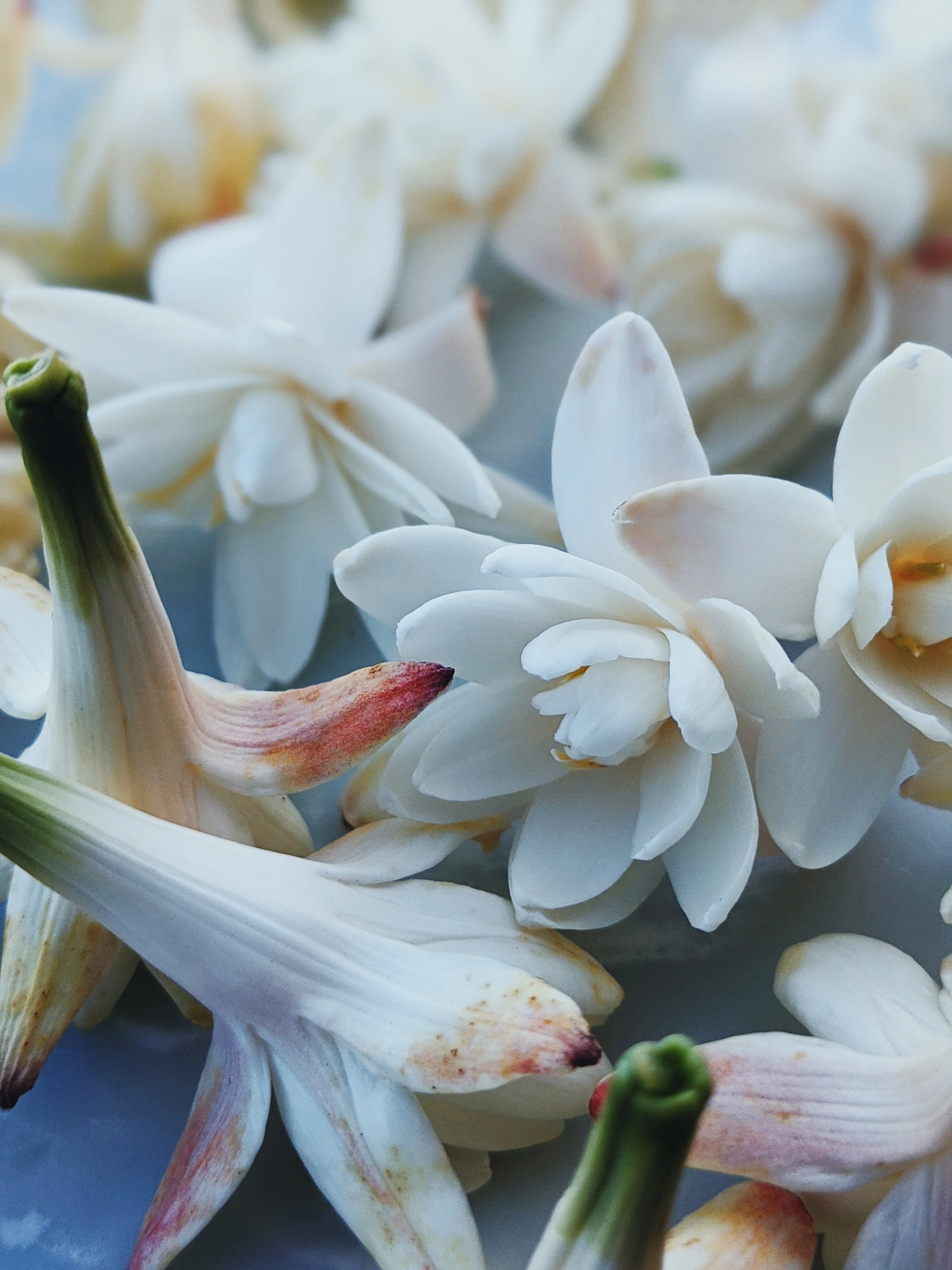 Peach Iris. enfleurage perfume. orris root, peach, rose, apricot, osmanthus, stephanotis. October 2023 - Image 19