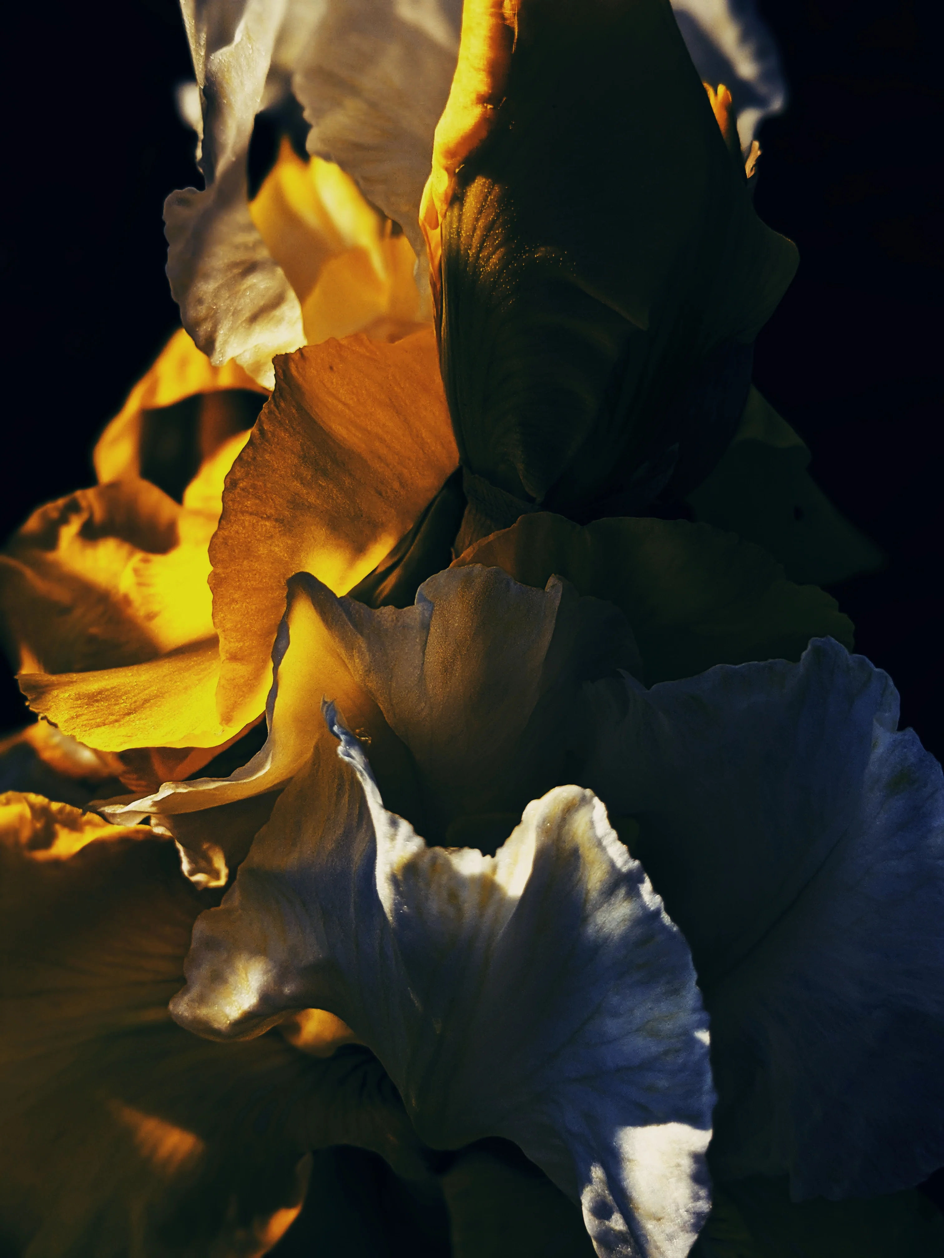 Peach Iris. enfleurage perfume. orris root, peach, rose, apricot, osmanthus, stephanotis. October 2023 - Image 5